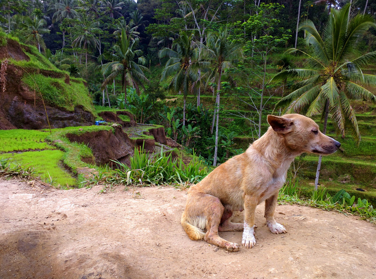 Motorola Nexus 6 sample photo. Bali, dog, green, rice photography