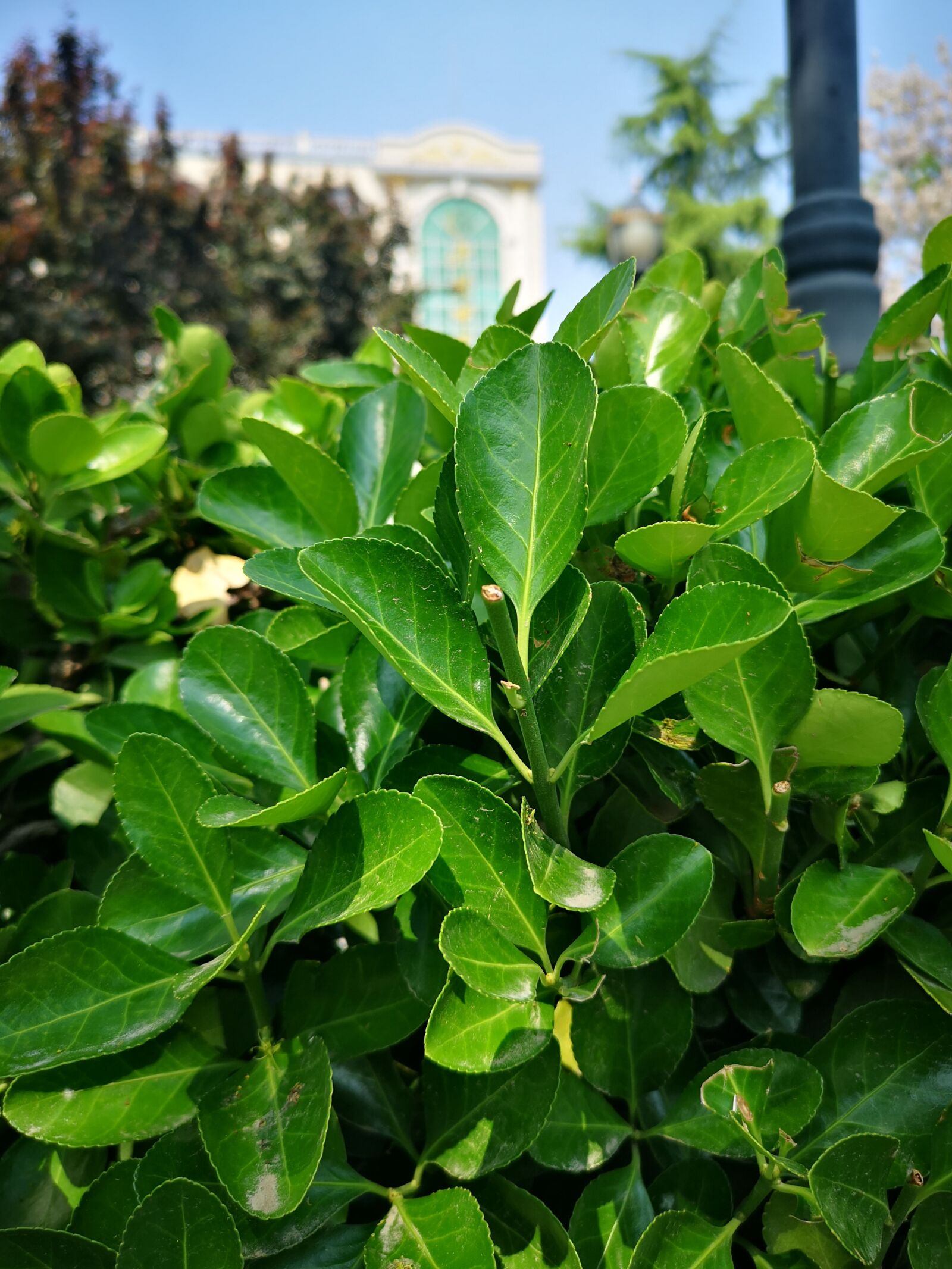 HUAWEI P20 Pro sample photo. Flower, grass, summer photography