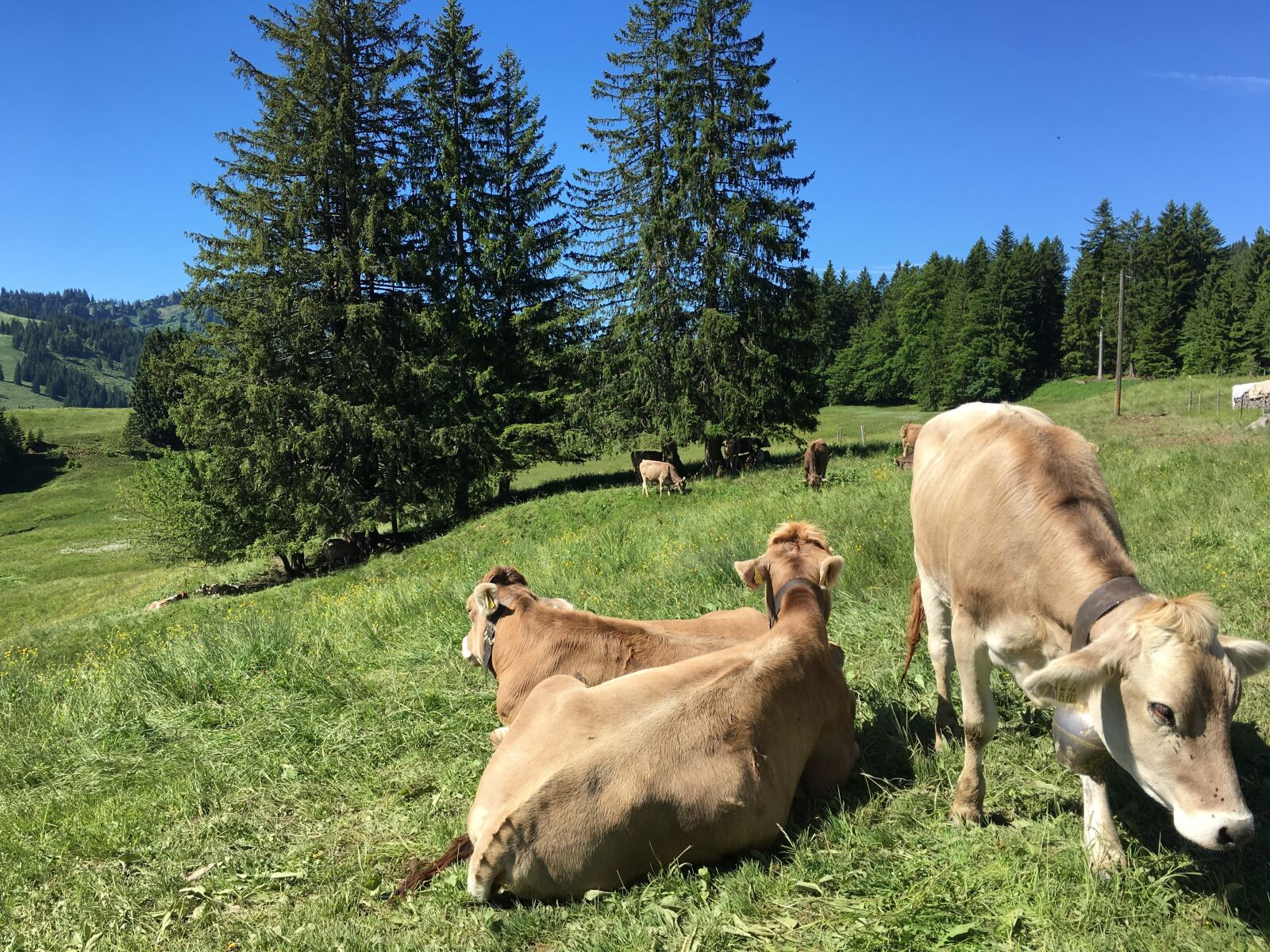 Apple iPhone 6s sample photo. Allgäu, cows, alm photography