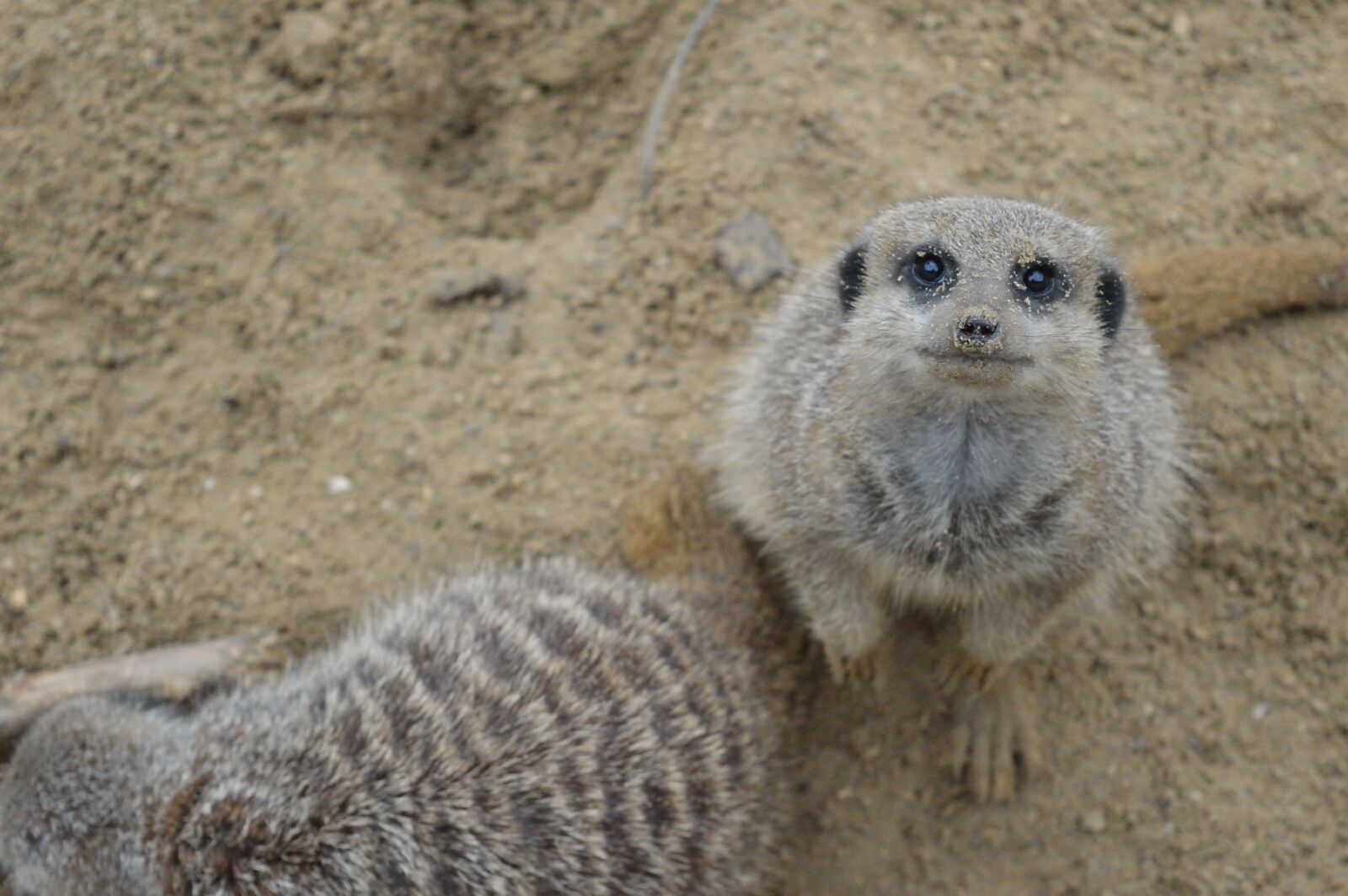 Nikon D3200 sample photo. Meerkat, wildlife, wild photography