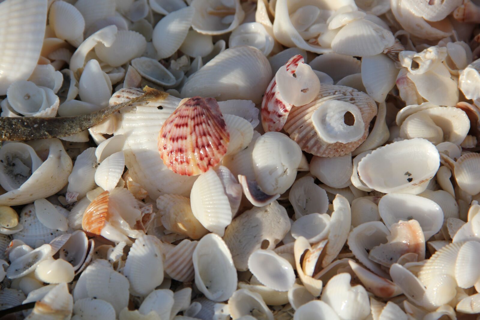 Canon EOS 550D (EOS Rebel T2i / EOS Kiss X4) sample photo. Sea, mussel shells, beach photography