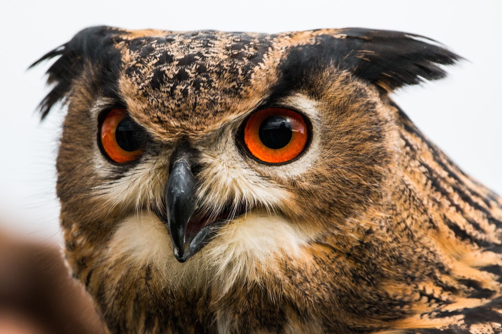 150-600mm F5-6.3 DG OS HSM | Contemporary 015 sample photo. Eagle owl, bubo bubo photography