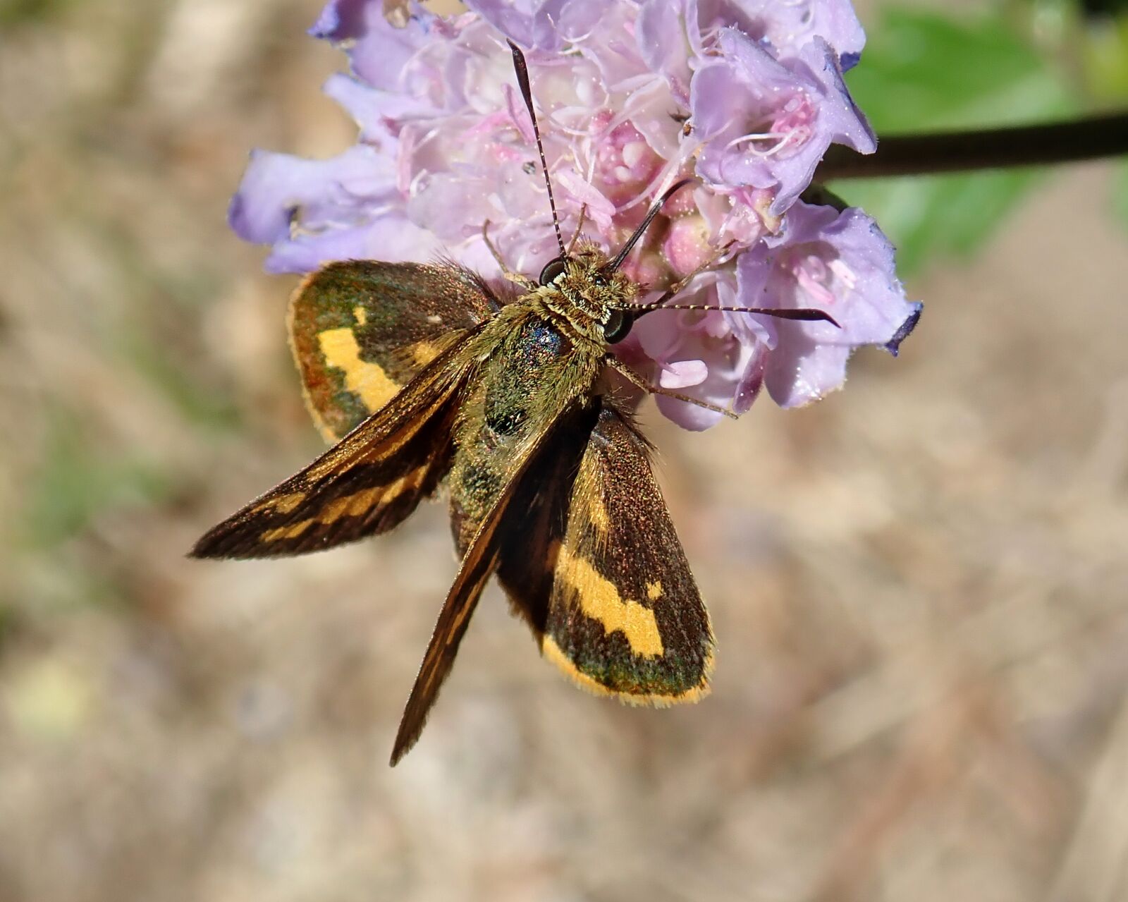 Olympus TG-5 sample photo. Insect, butterfly, moth photography
