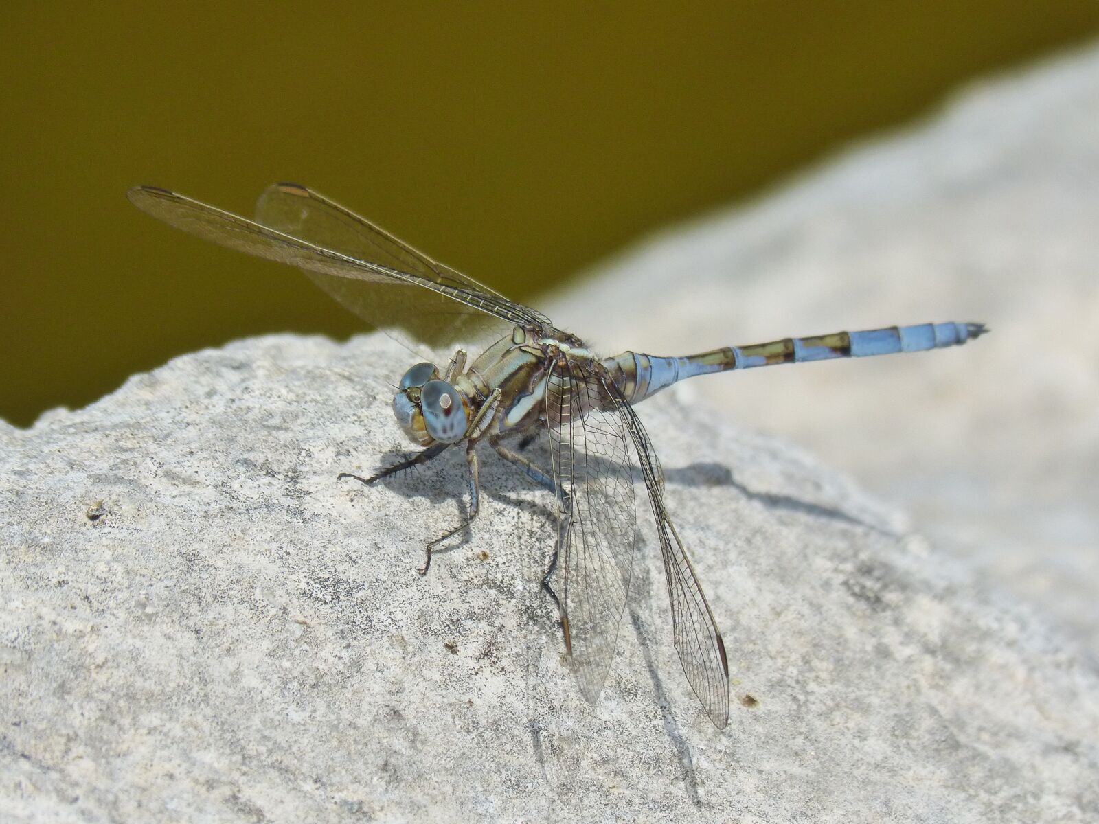 Panasonic DMC-FZ62 sample photo. Blue dragonfly, orthetrum chrysostigma photography