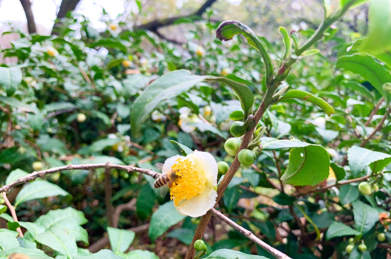Apple iPhone XR sample photo. Bee, park, green photography