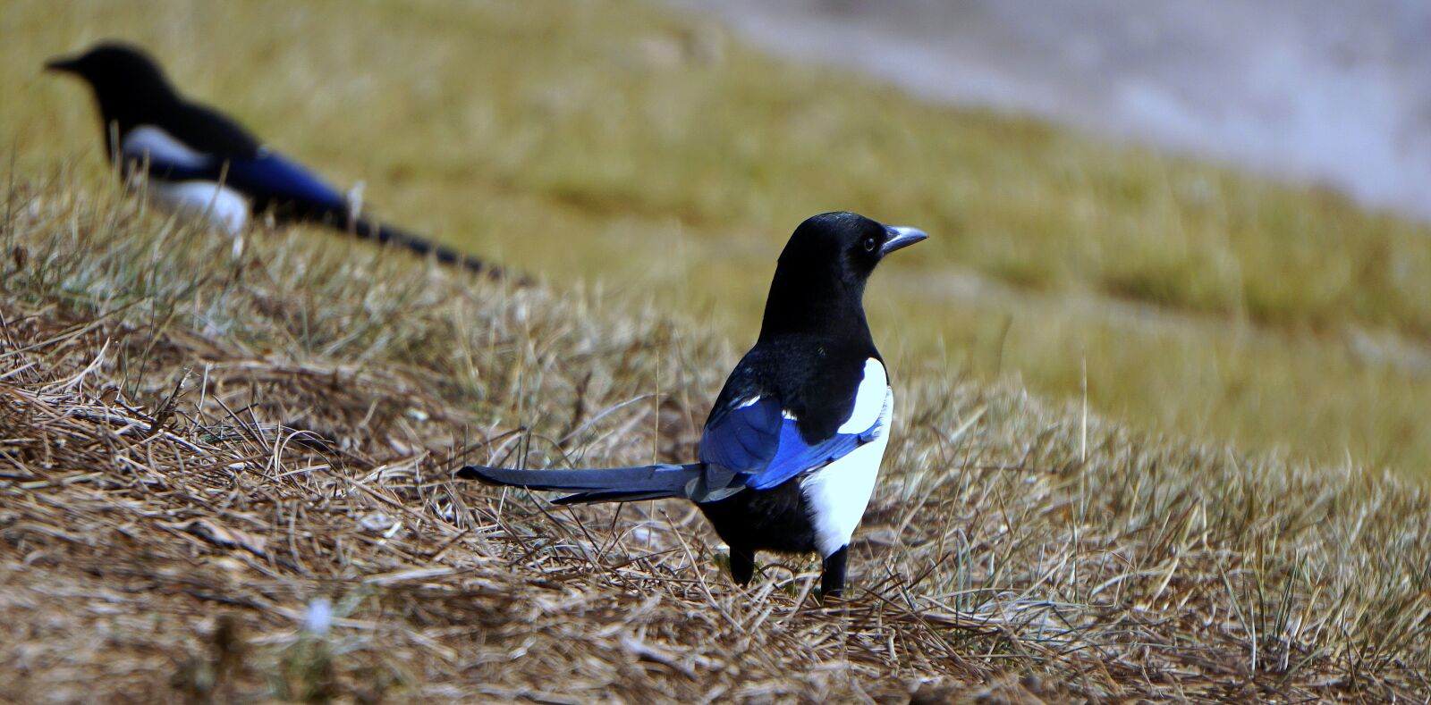 Sony a6000 sample photo. Magpie, bird, ave photography