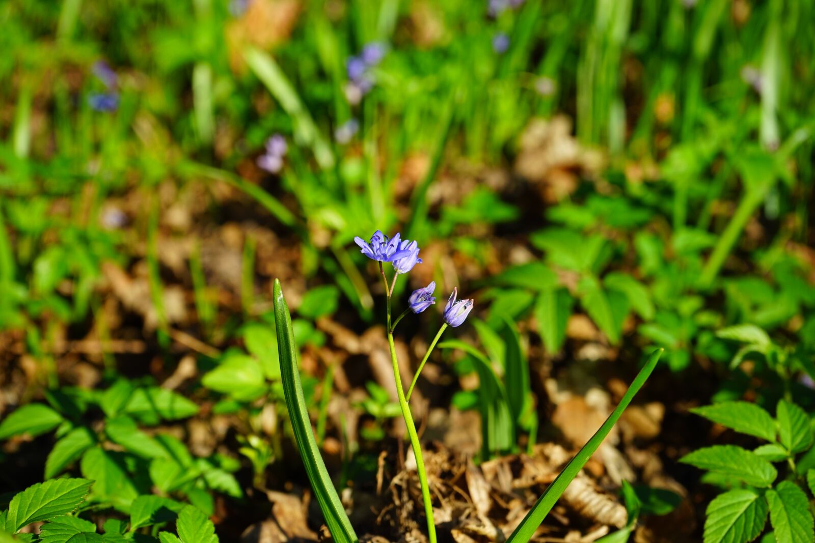 Sony a7 sample photo. Blue star, scilla, blossom photography