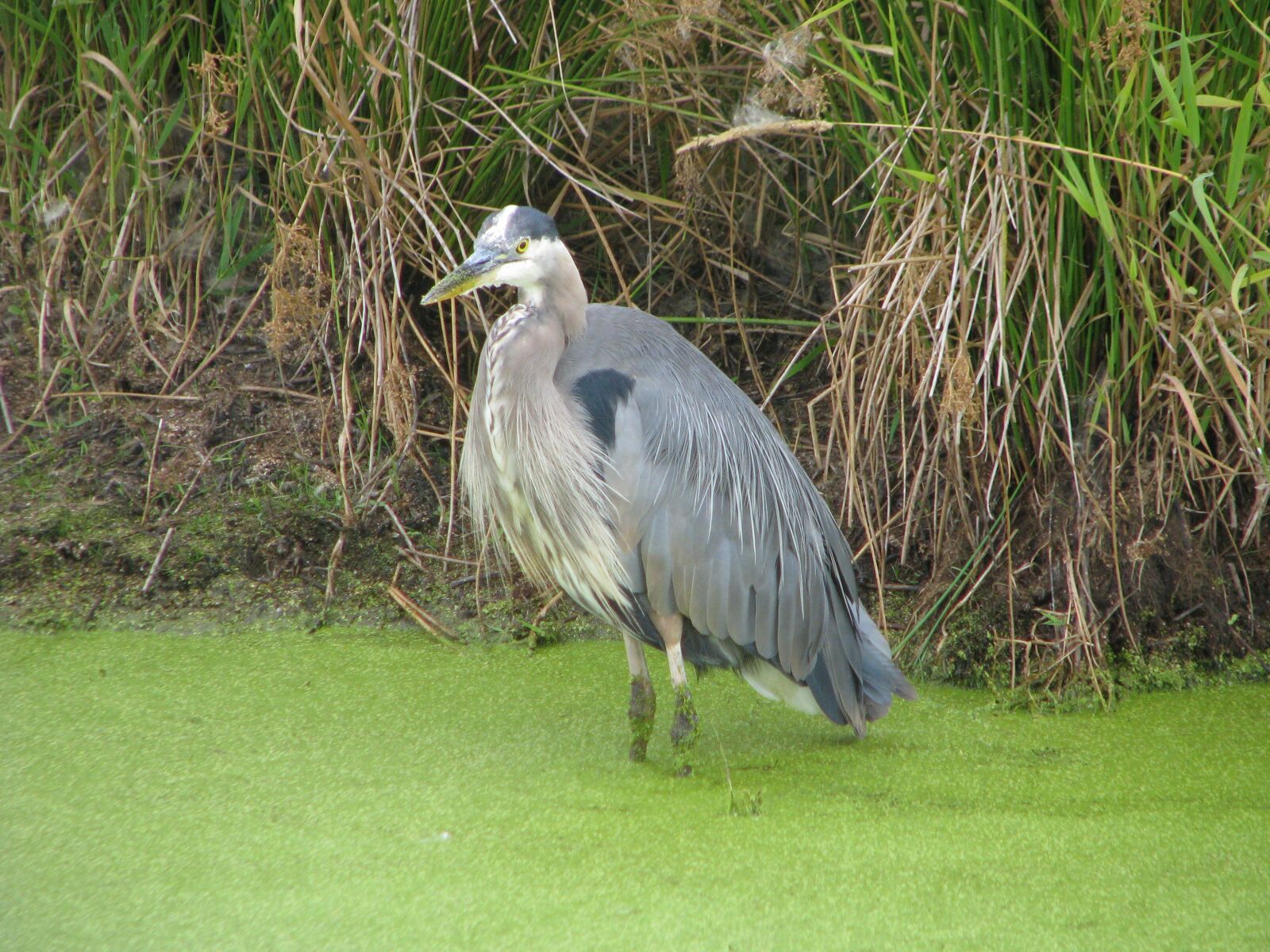Canon POWERSHOT S5 IS sample photo. Ridgefield wildlife refuge, washington photography