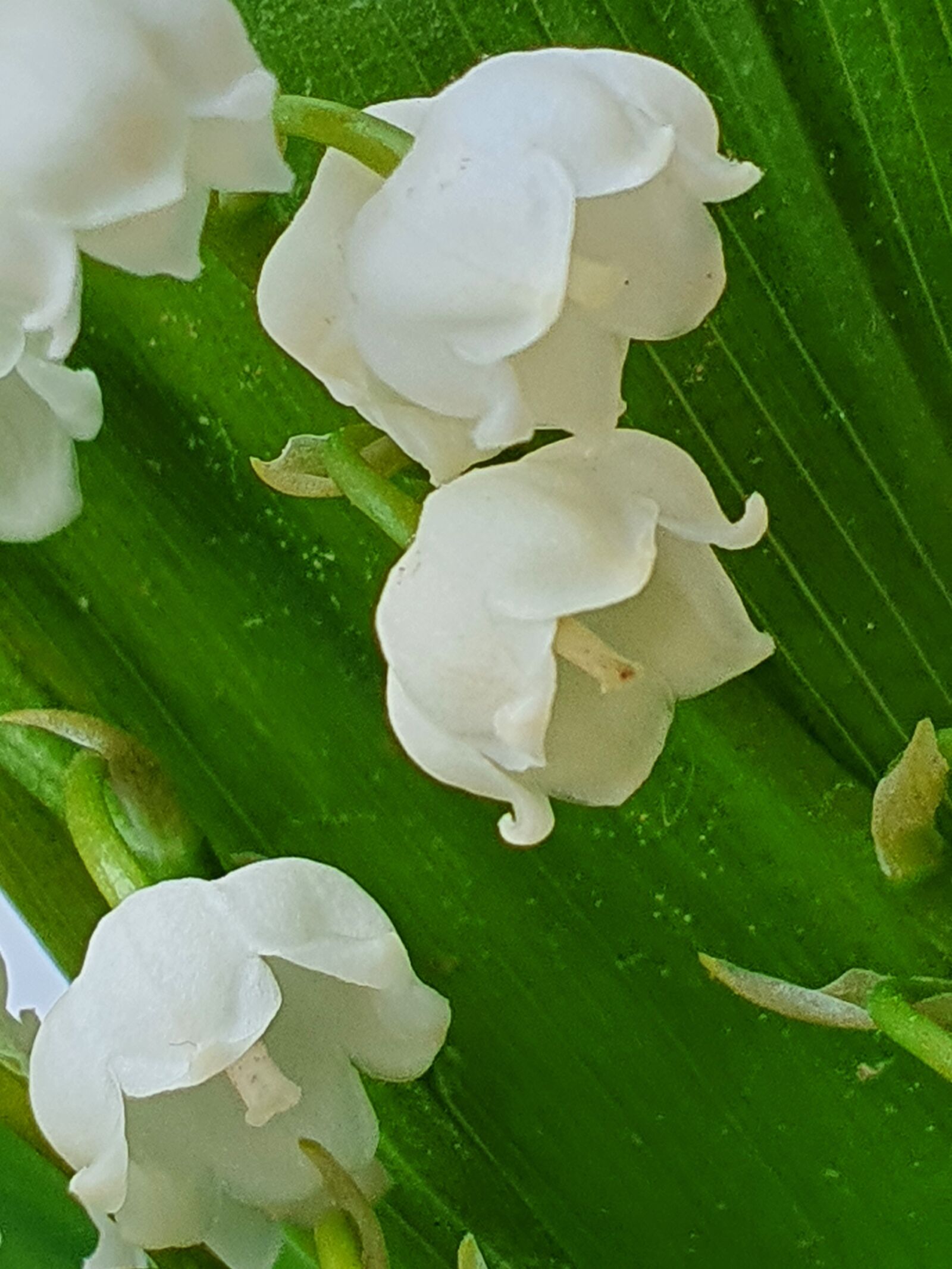 Samsung Galaxy S10+ sample photo. Flowers, lily of the photography