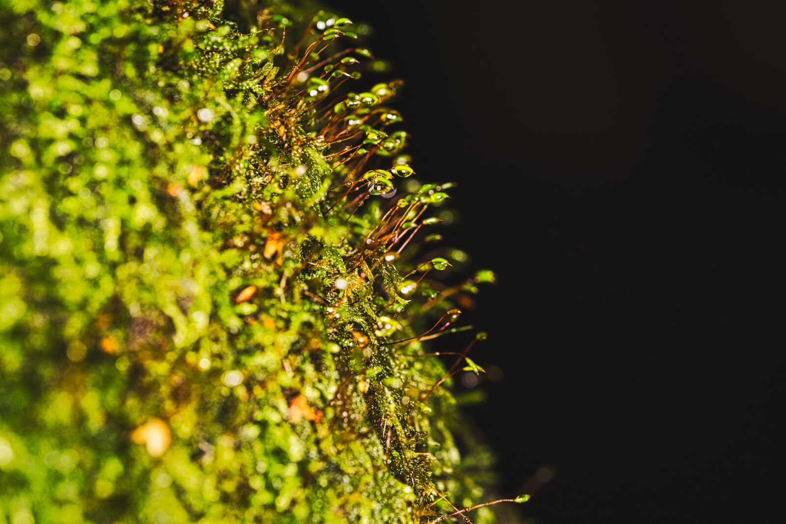 Canon EOS 6D sample photo. Macro, moss, tree photography