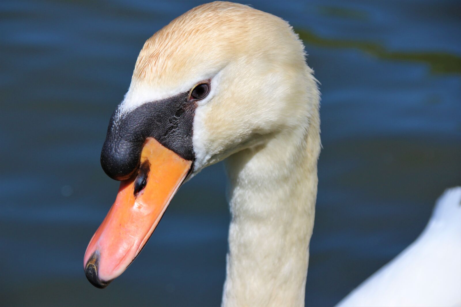 Canon EOS 700D (EOS Rebel T5i / EOS Kiss X7i) sample photo. Animal, swan, bird photography
