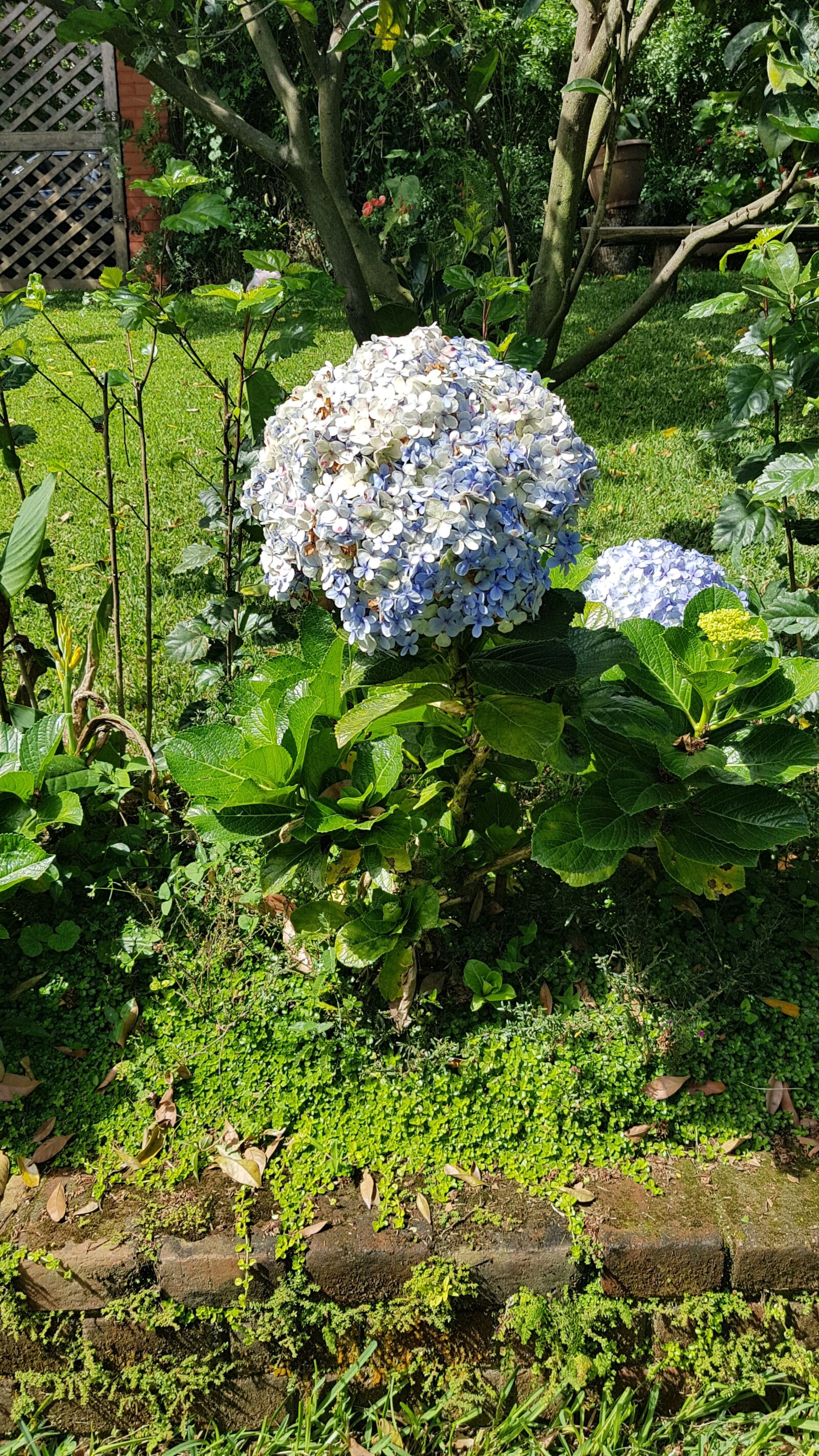 Samsung Galaxy S8+ sample photo. Nature, plants, flowers photography