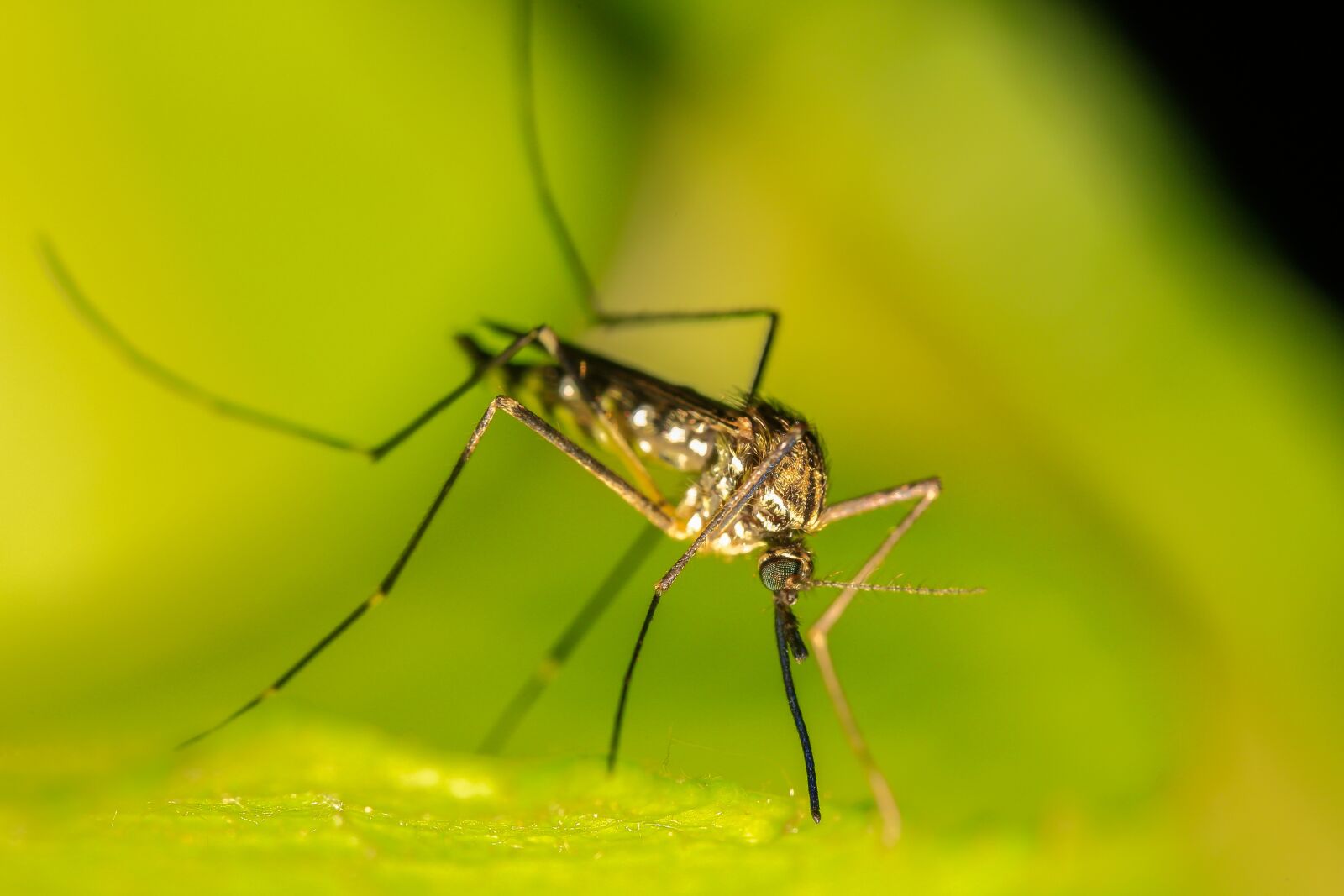 Canon EF 100mm F2.8 Macro USM sample photo. Mosquito, insect, sting photography