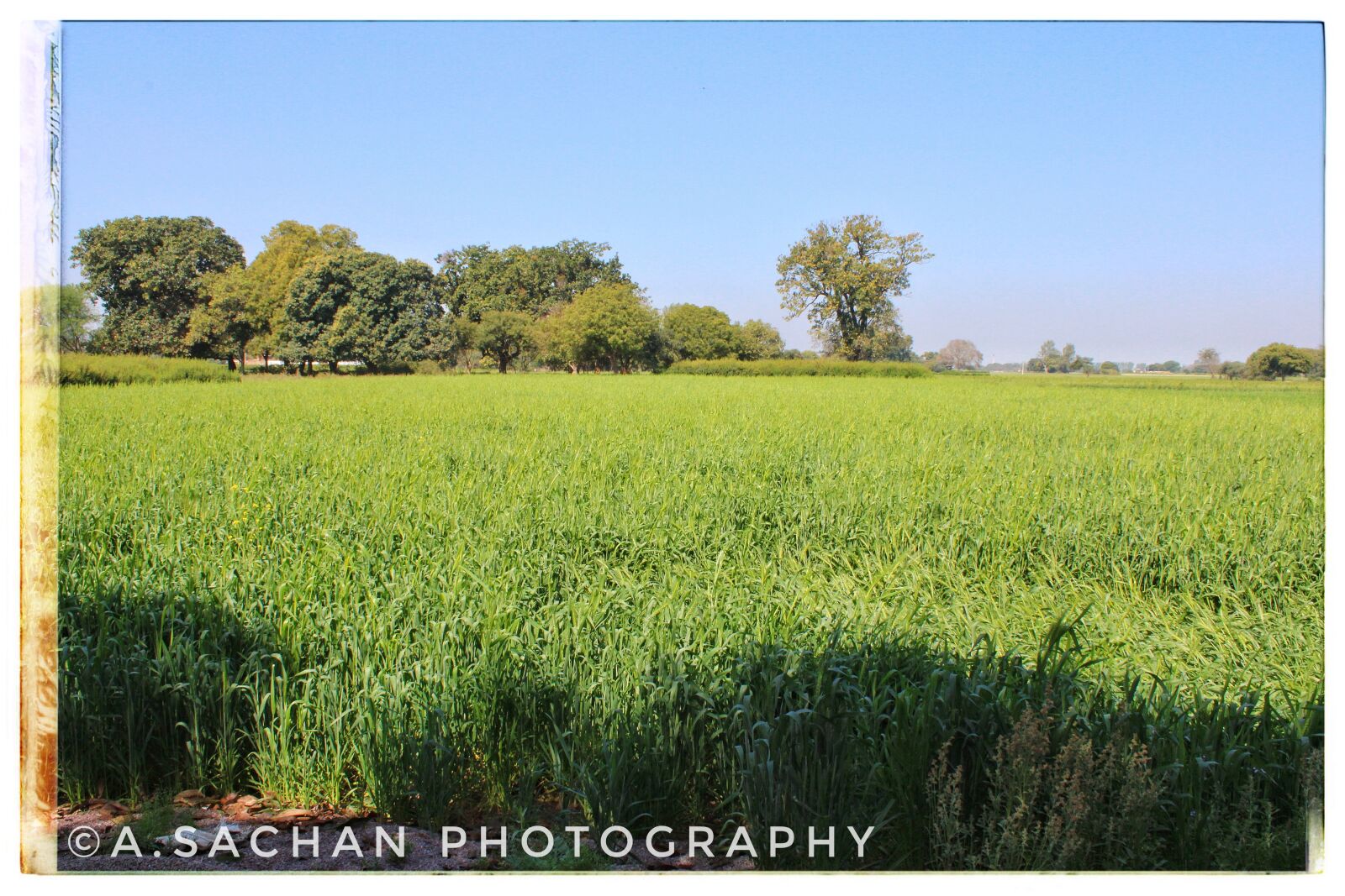 Canon EOS 2000D (EOS Rebel T7 / EOS Kiss X90 / EOS 1500D) sample photo. Field, farm, nature photography