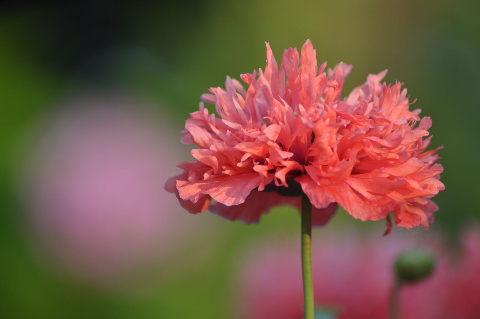 Nikon D90 sample photo. Pink, flower, garden photography