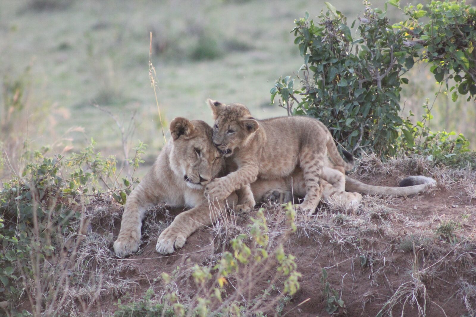 Canon EOS 550D (EOS Rebel T2i / EOS Kiss X4) sample photo. Safari, kenya, masai mara photography