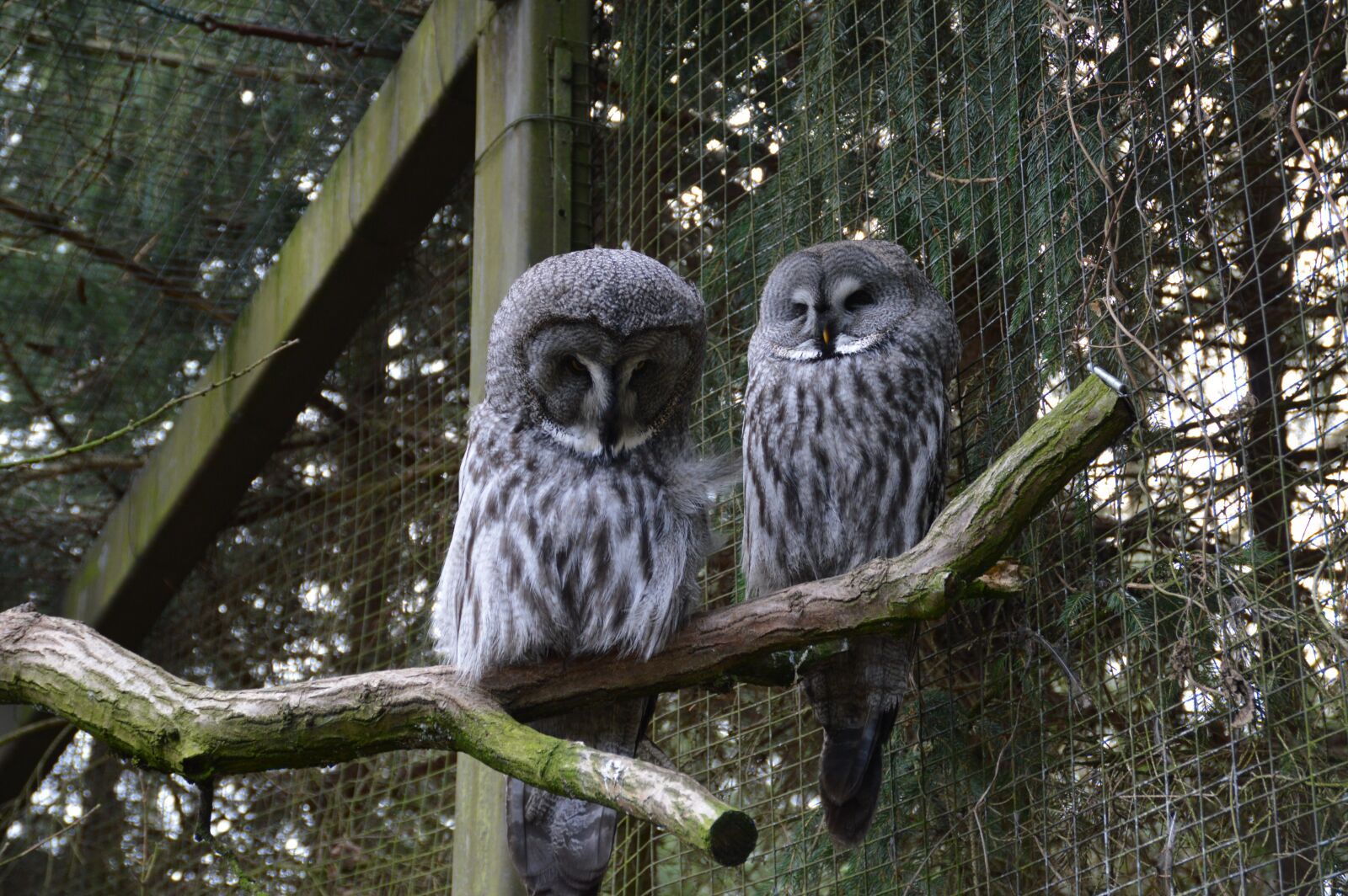 Nikon D3200 sample photo. Owls, park, bird of photography