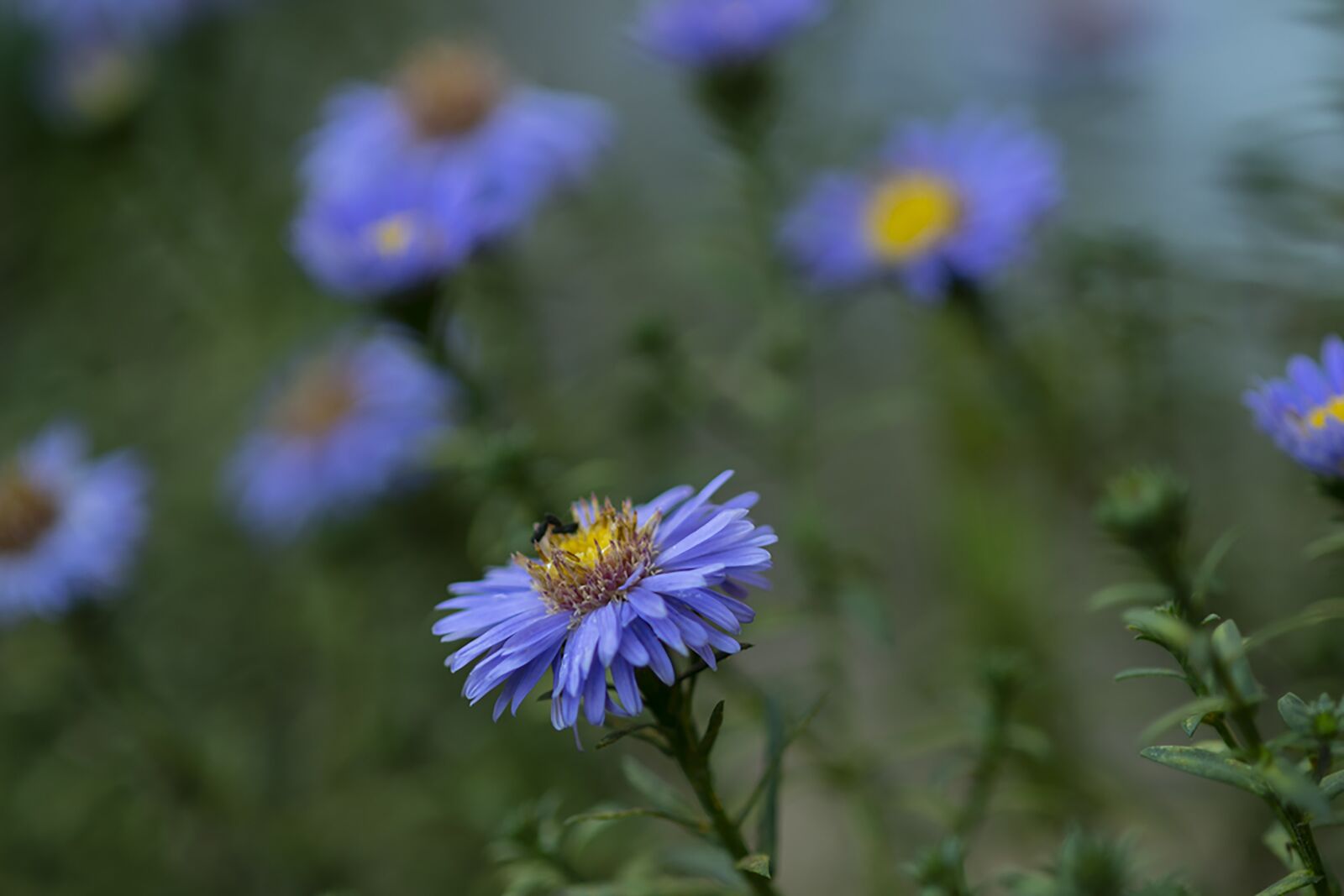 Nikon D7500 sample photo. Asters, flowers, plant photography