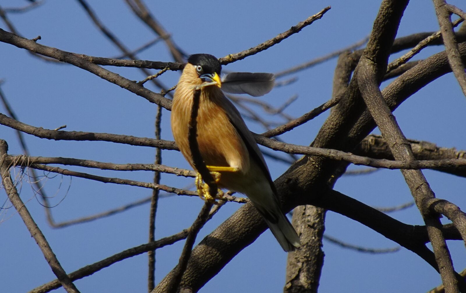 Sony DSC-WX800 sample photo. Bird, brahminy myna, starling photography