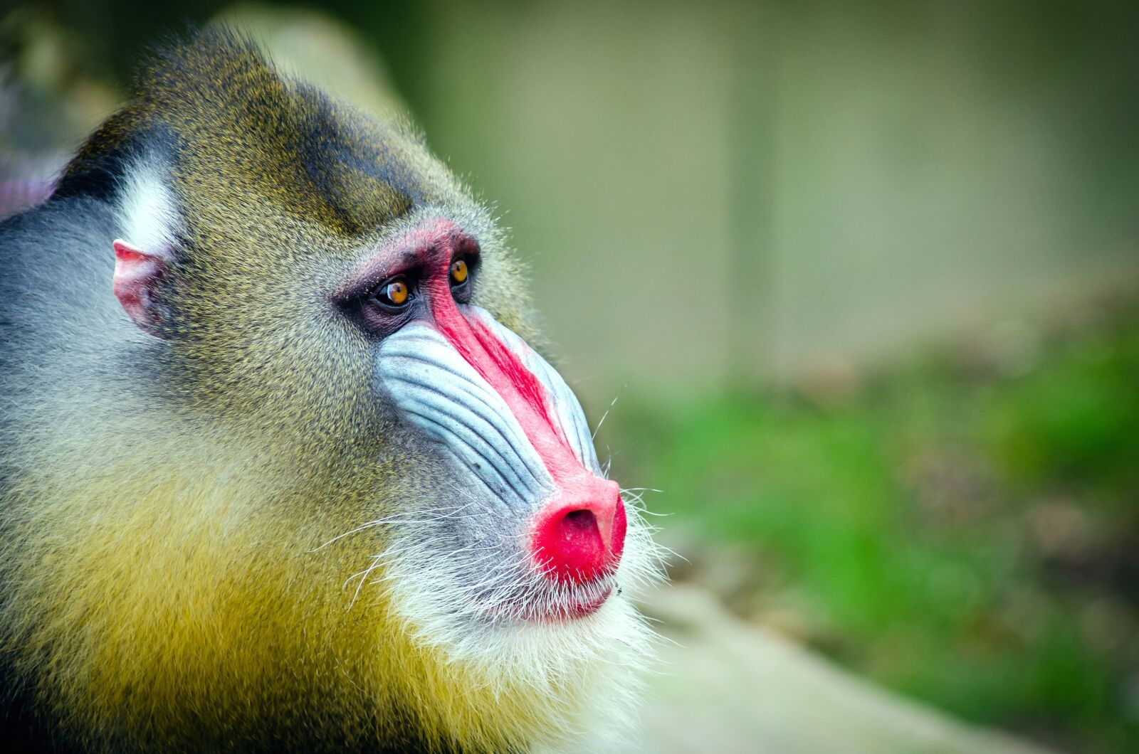 Nikon D7000 sample photo. Monkey, primate, face, animal photography