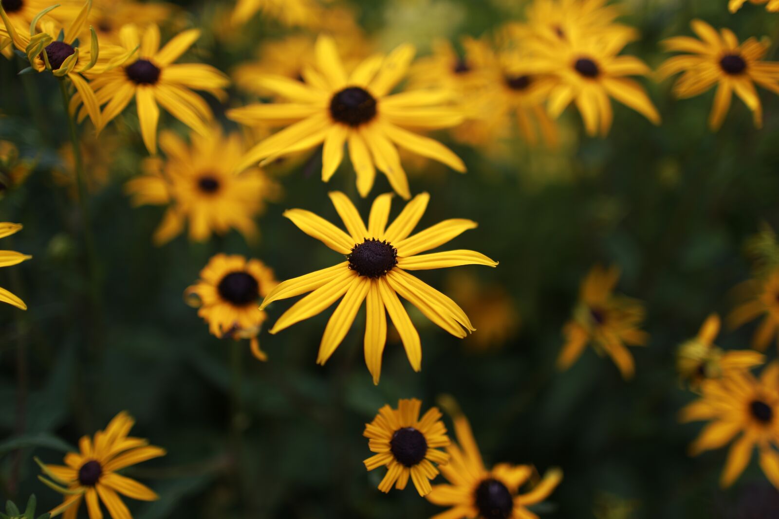 Canon EOS 6D + Canon EF 35mm F1.4L USM sample photo. Yellow, flowers, nature photography