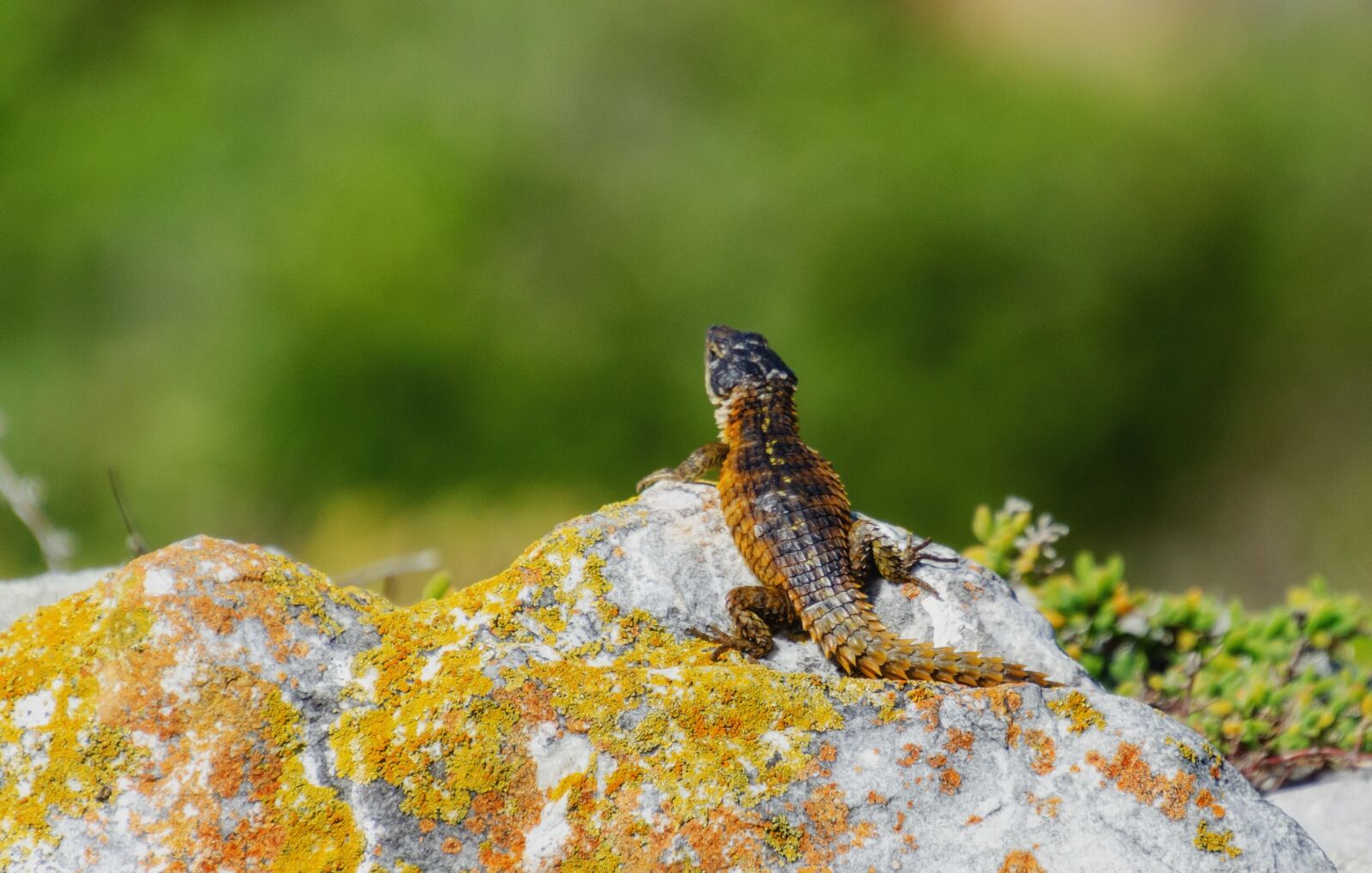 Nikon D7000 sample photo. Lizard, reptile, rock photography