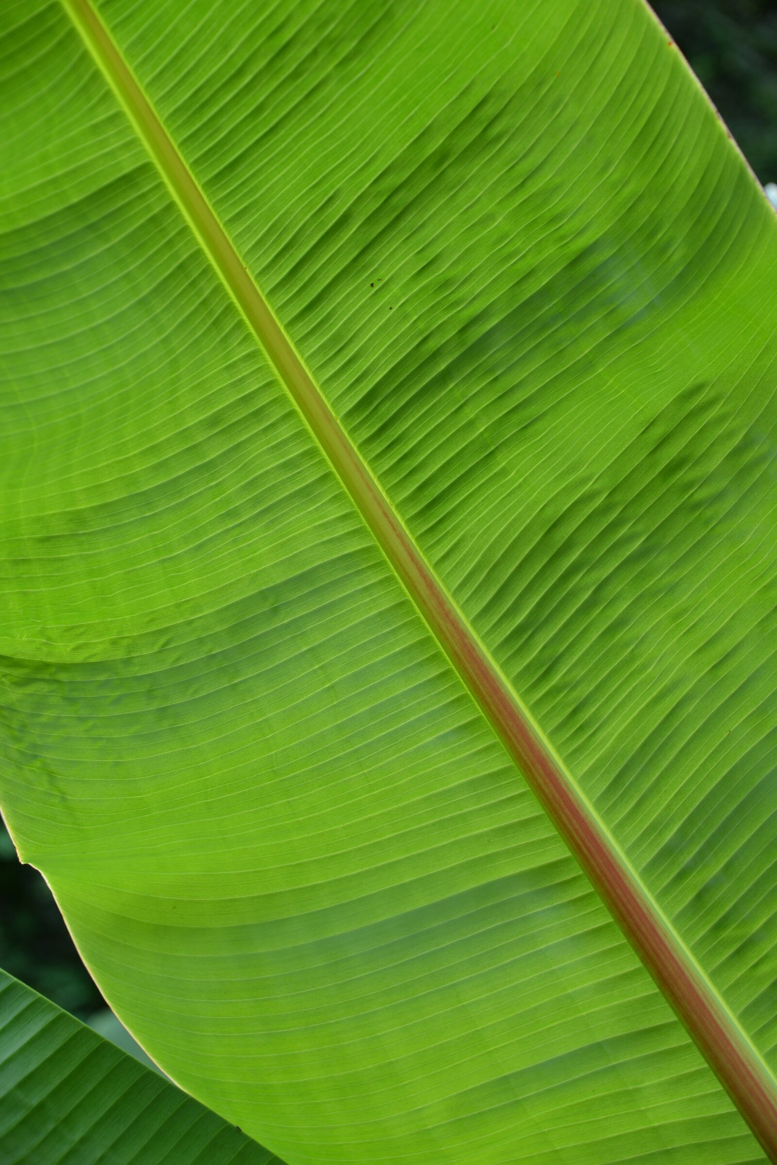 Nikon D600 sample photo. Leaf, structure, plant photography