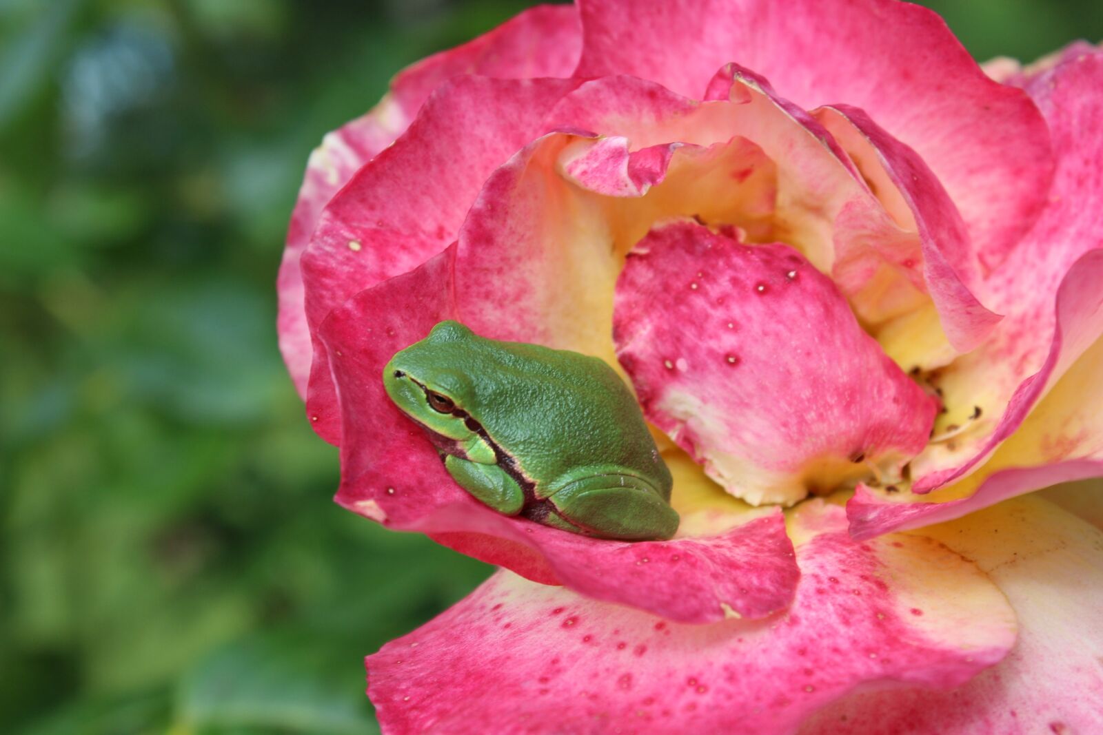 Canon EOS 600D (Rebel EOS T3i / EOS Kiss X5) sample photo. Tree frog, rose, frog photography