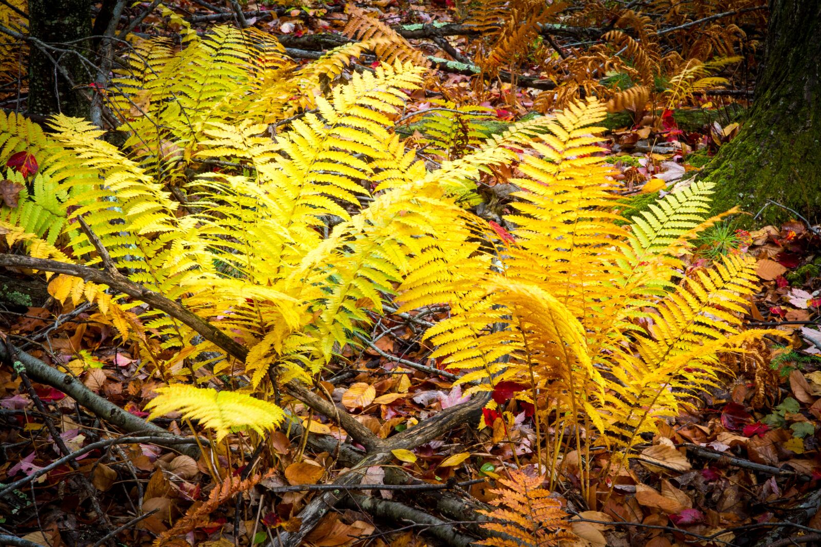 Canon EOS 7D sample photo. Ferns, fall, forest photography
