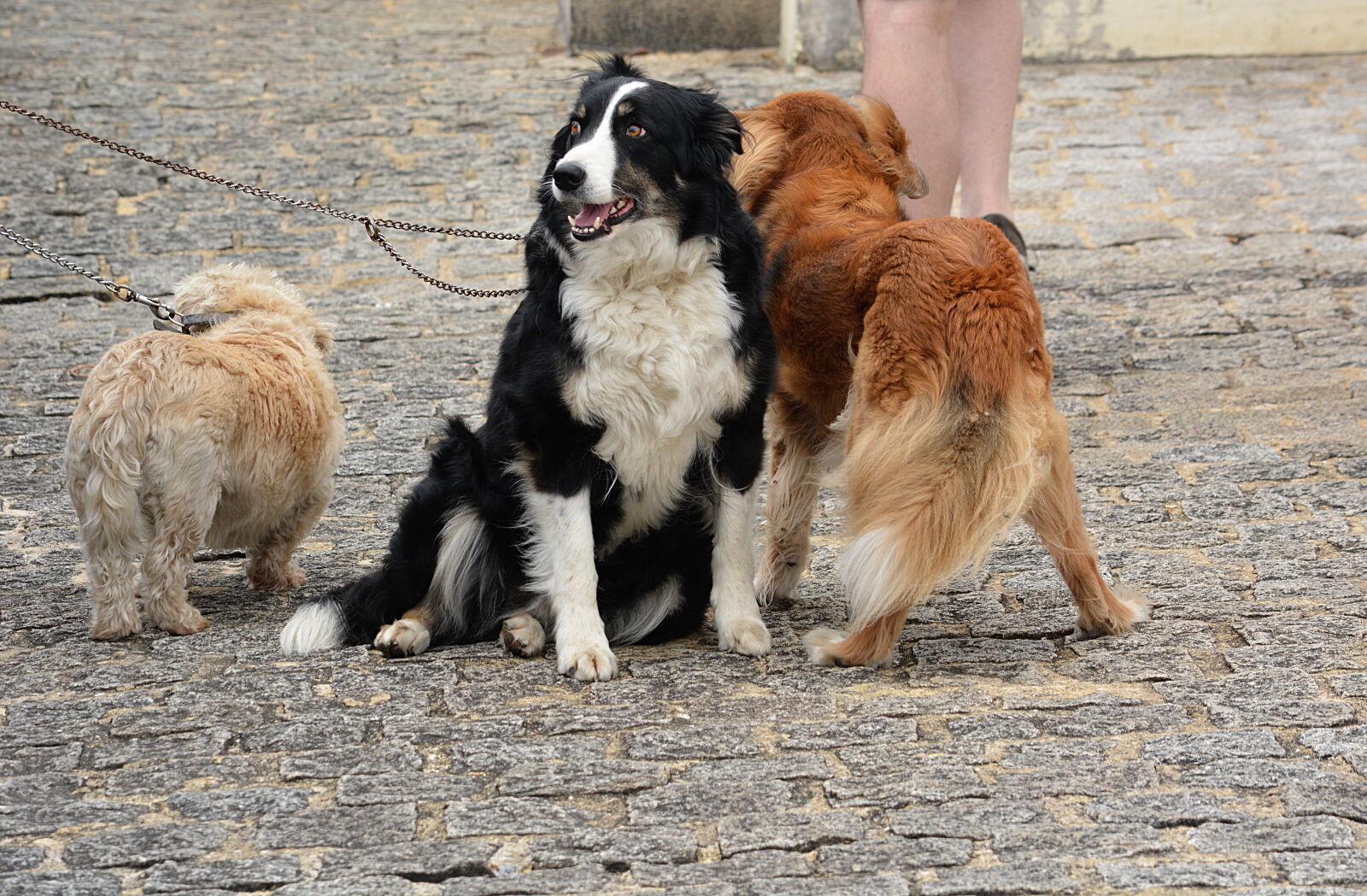 Nikon D5200 sample photo. Animalier, animaux, de, compagnie photography