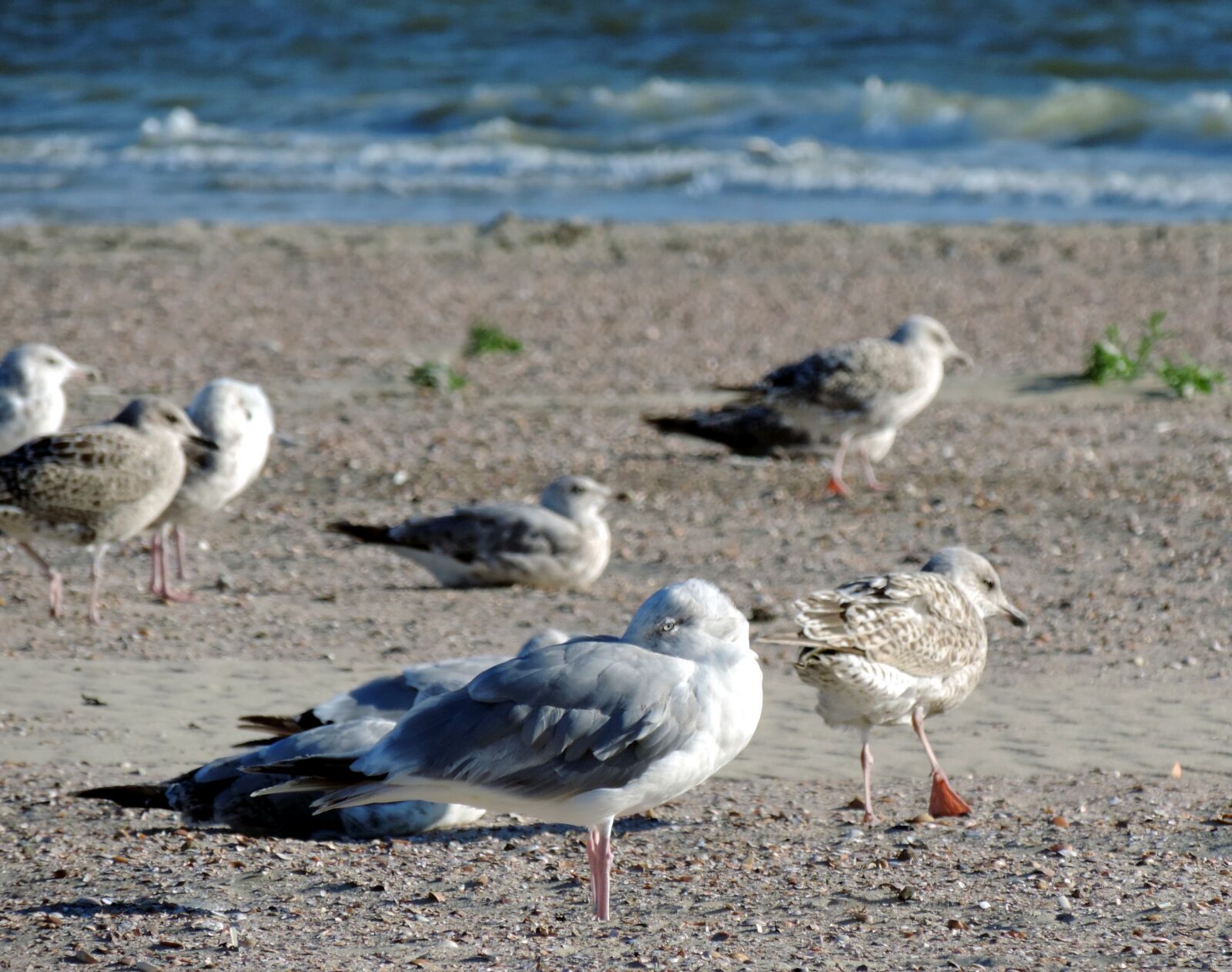 Nikon Coolpix P520 sample photo. Gulls, beach, sea photography