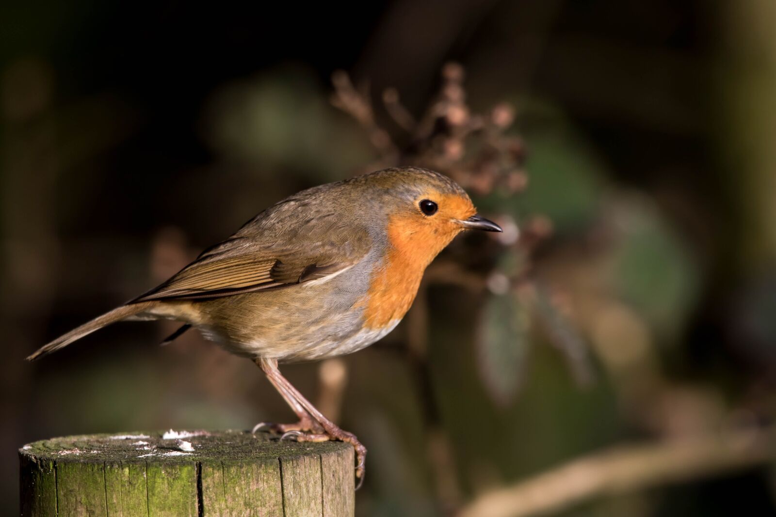 150-600mm F5-6.3 DG OS HSM | Contemporary 015 sample photo. Bird, robin, nature photography