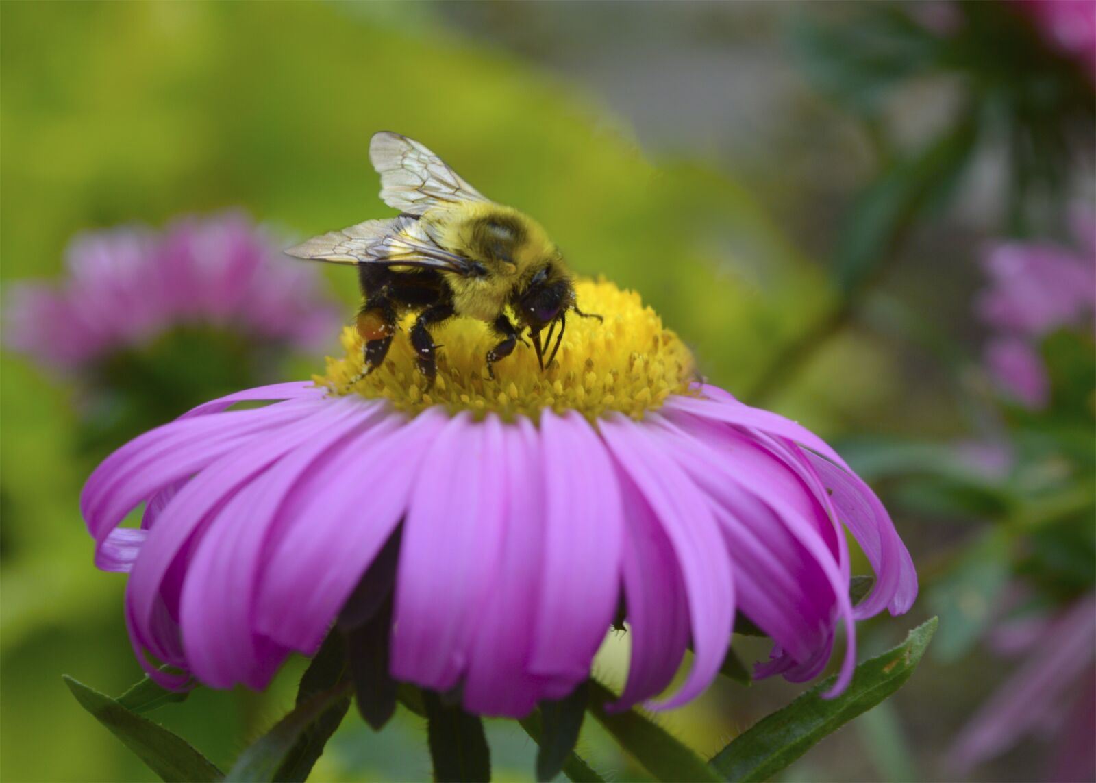 Nikon D3200 sample photo. Bee, daisy, pollen photography