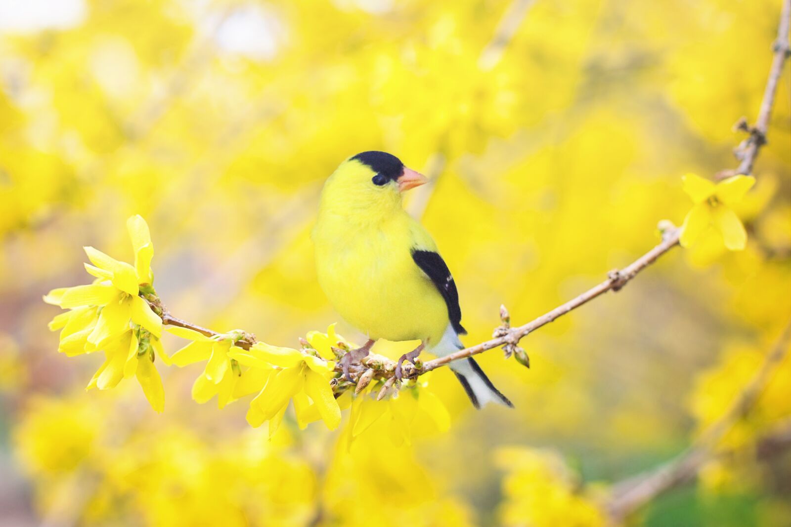 Canon EF 50mm F1.4 USM sample photo. Spring bird, bird, spring photography