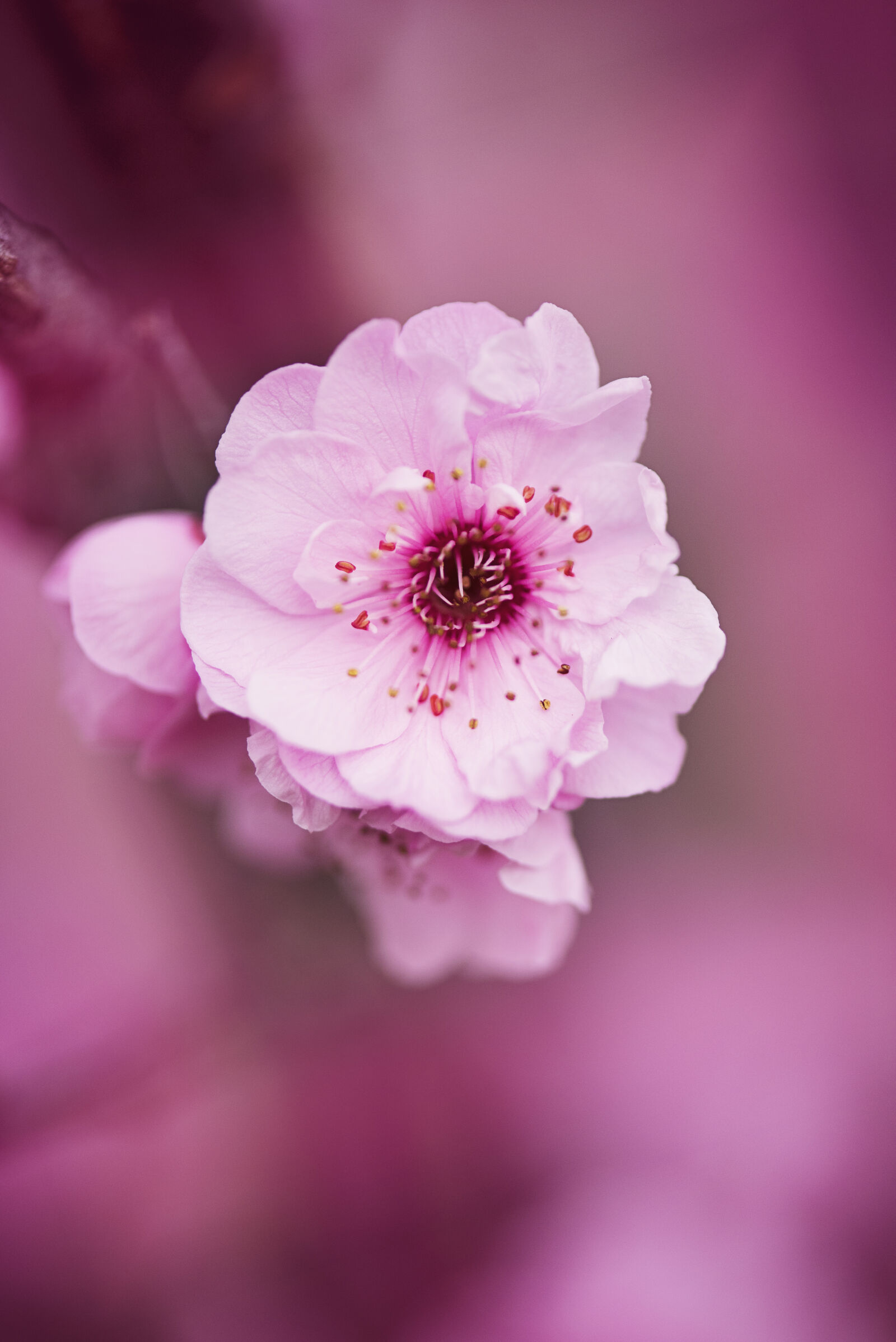 Nikon D810 sample photo. Beautiful, beautiful, flowers, bloom photography