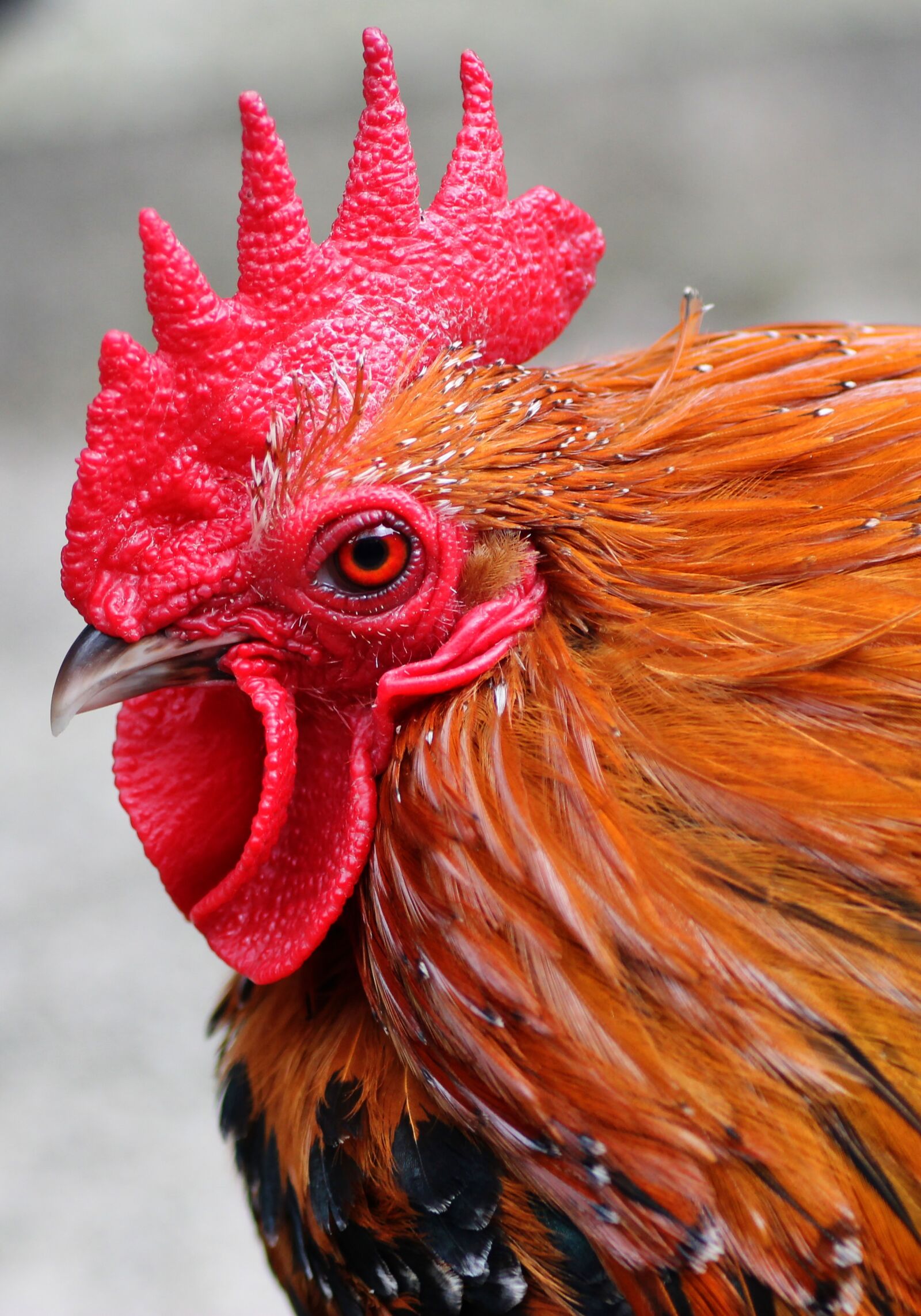 Tamron SP 90mm F2.8 Di VC USD 1:1 Macro sample photo. Hahn, animal, bird photography