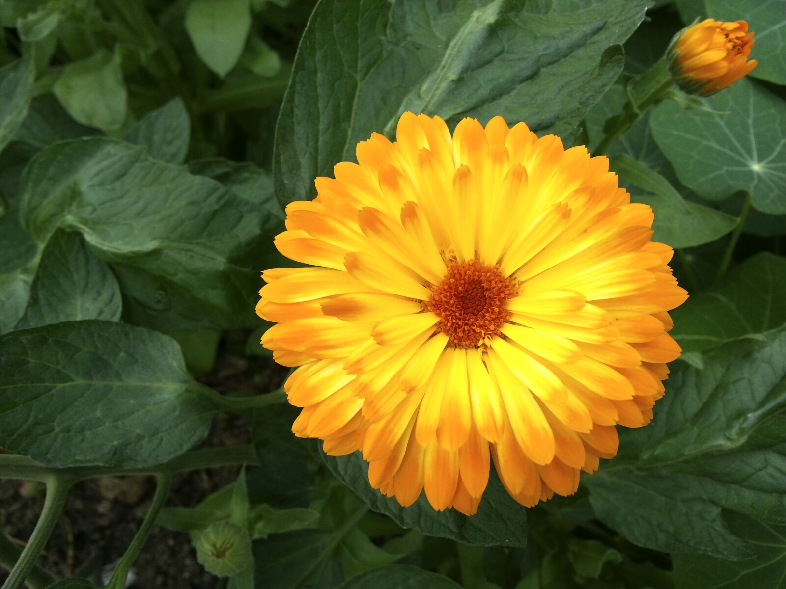 Samsung Galaxy S3 sample photo. Marigold, orange, blossom photography