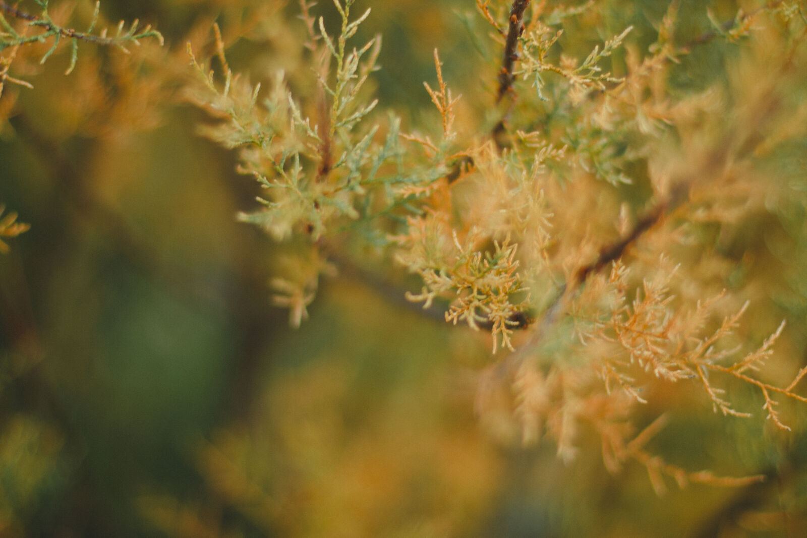 Canon EOS 70D + Canon EF 50mm F1.4 USM sample photo. Nature, fallen, tree, bokeh photography