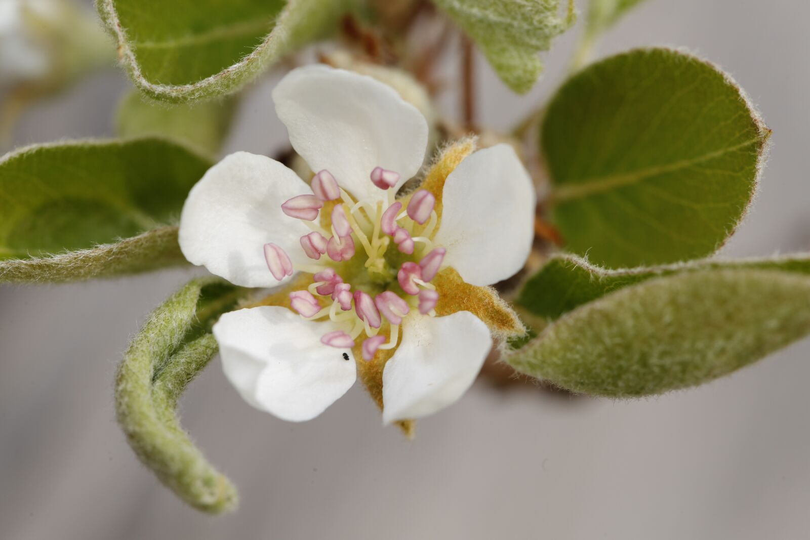 Canon EF 100mm F2.8L Macro IS USM sample photo. Spring, bud, sprout photography