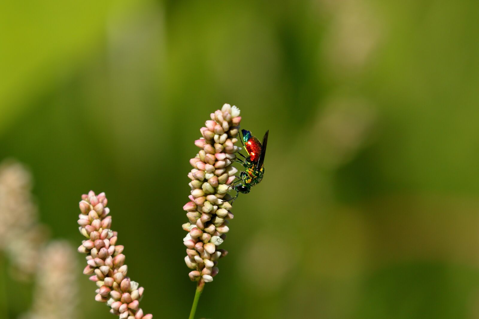 Canon EOS 7D Mark II sample photo. Insect, prato, colors photography