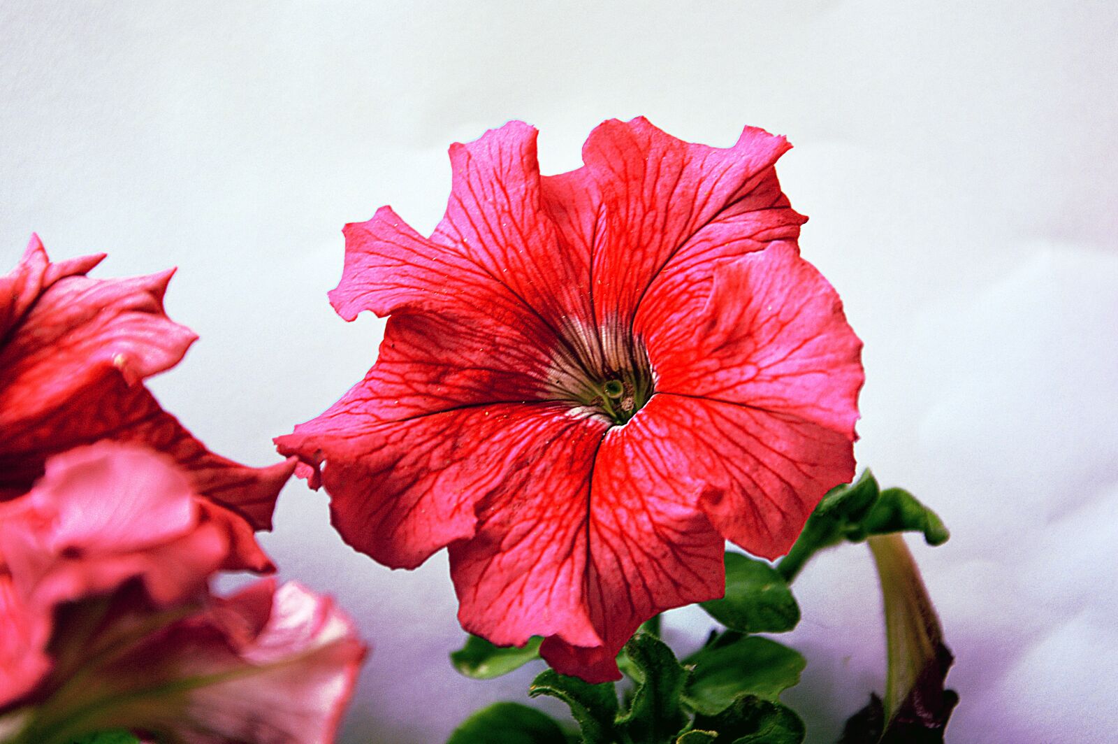 Nikon D3200 sample photo. Flower, spring, rosa photography