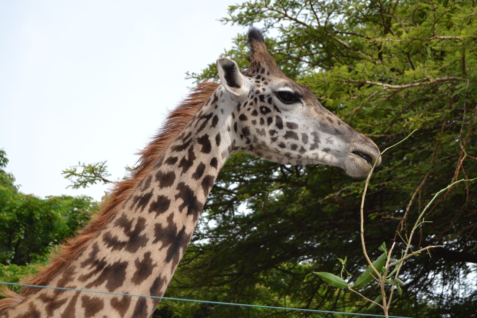 Nikon D3100 sample photo. Giraffe, wildlife, safari photography