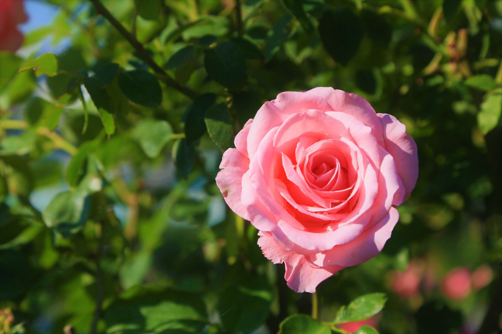 Canon EOS 5D Mark III sample photo. Rose, spring, pink photography