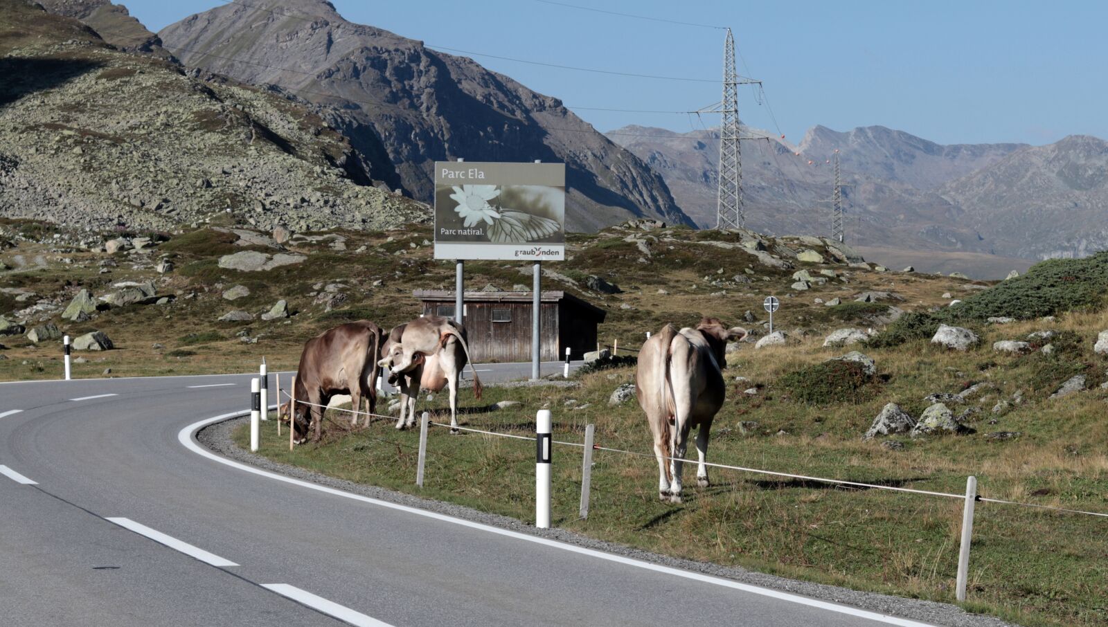 Canon EF 50mm F1.8 STM sample photo. Mountain cows, alpine, cows photography