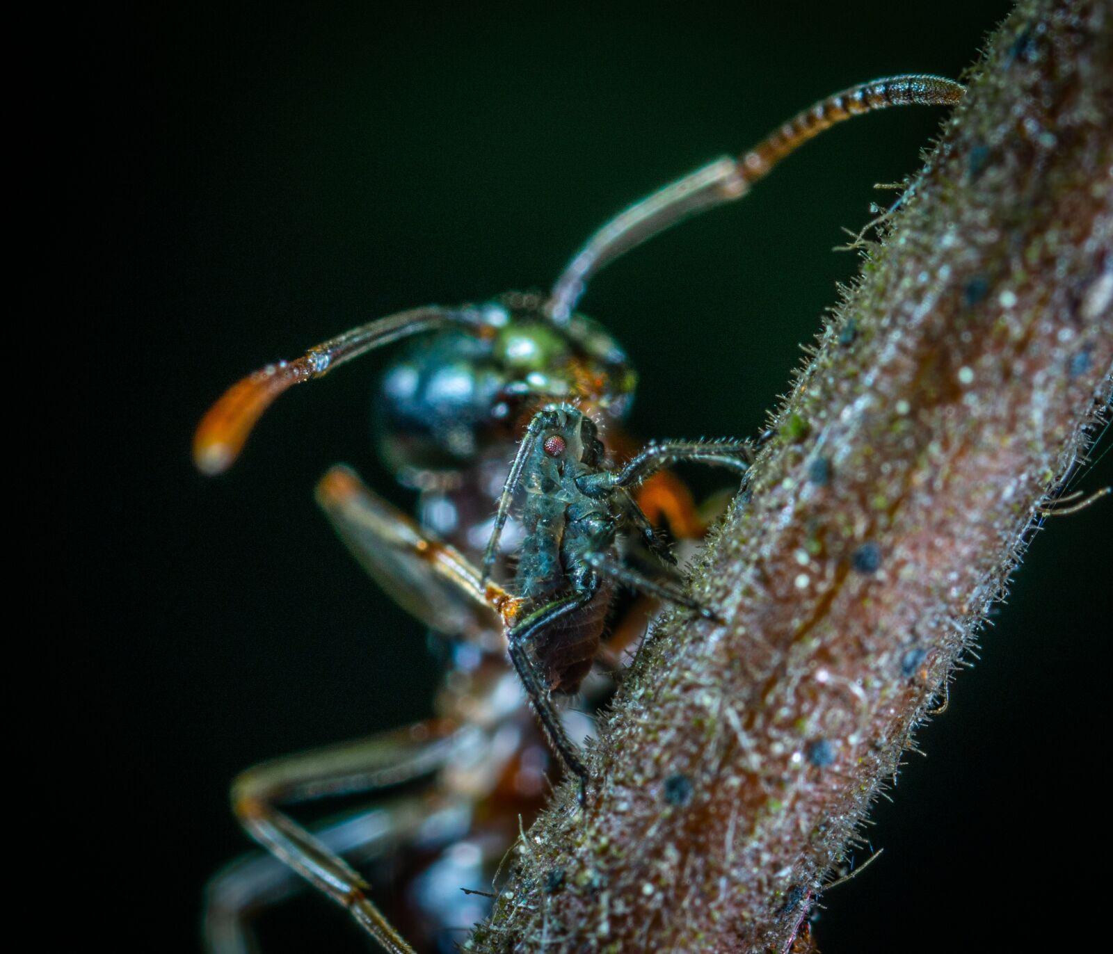 Sony a7R II sample photo. Macro, insect, ant photography
