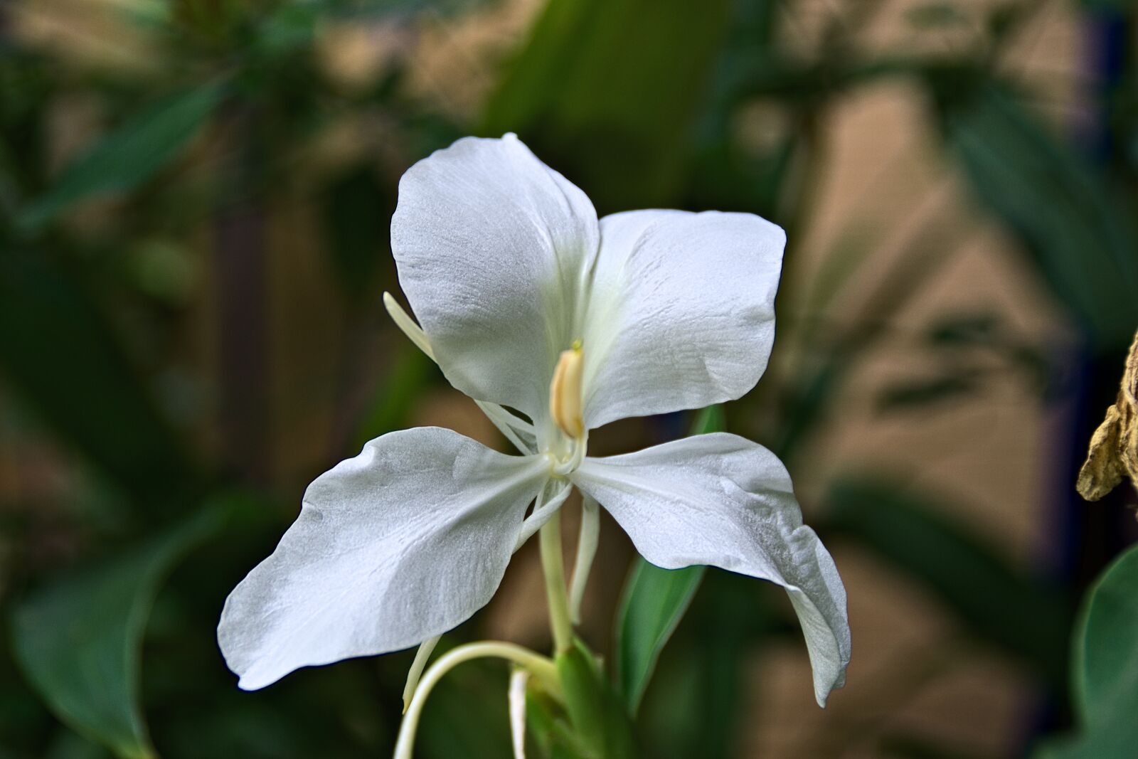 Nikon D5300 sample photo. Flower, plant, garden photography
