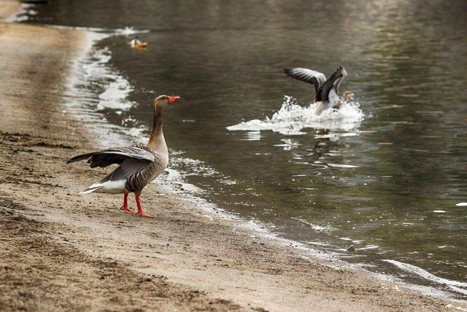 Canon EF 135mm F2L USM sample photo. Geese, sea, nature photography