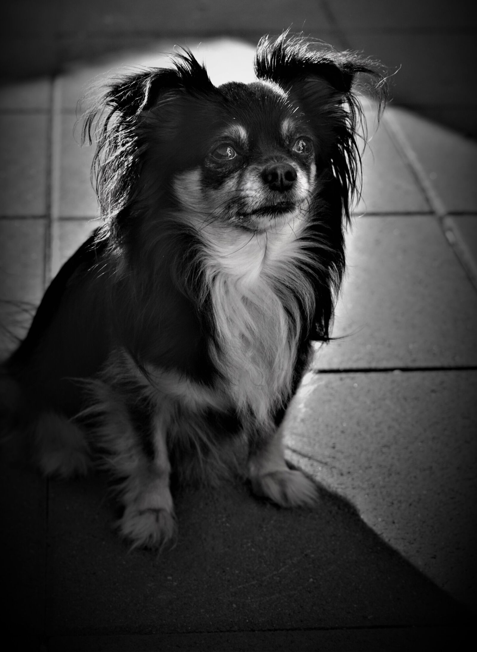 Sony a6000 + Sony FE 50mm F1.8 sample photo. Chihuahua, background, black and photography