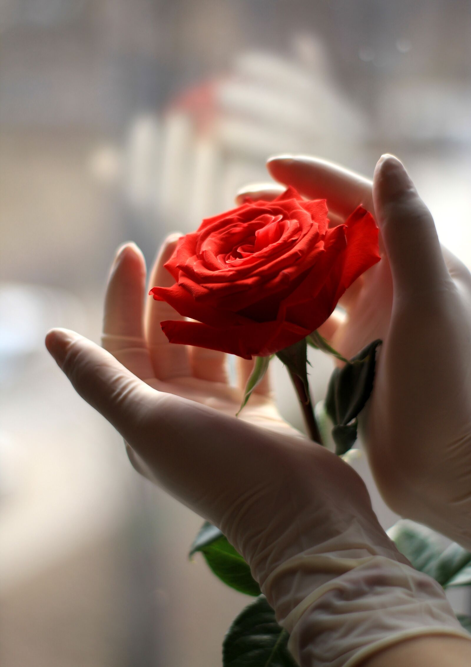 Canon EOS 1200D (EOS Rebel T5 / EOS Kiss X70 / EOS Hi) sample photo. Coronavirus, medical gloves, rose photography