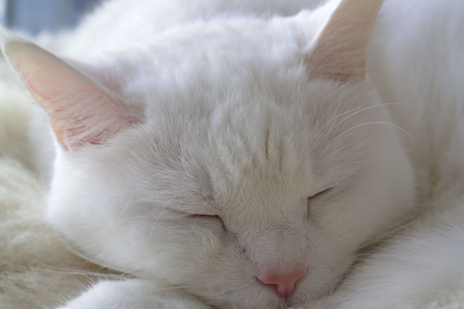 Samsung NX300 sample photo. Cat, white, cute photography